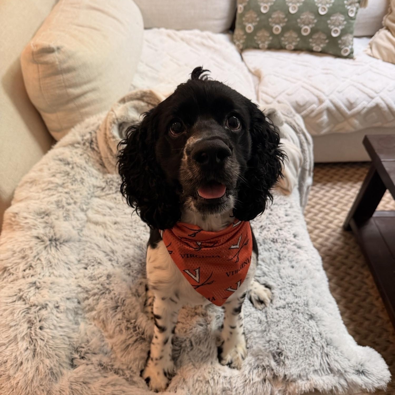 Biscuit-Courtesy Post/Experienced Adopter, a Adoptable Cocker Spaniel in Kannapolis, NC image 4/4