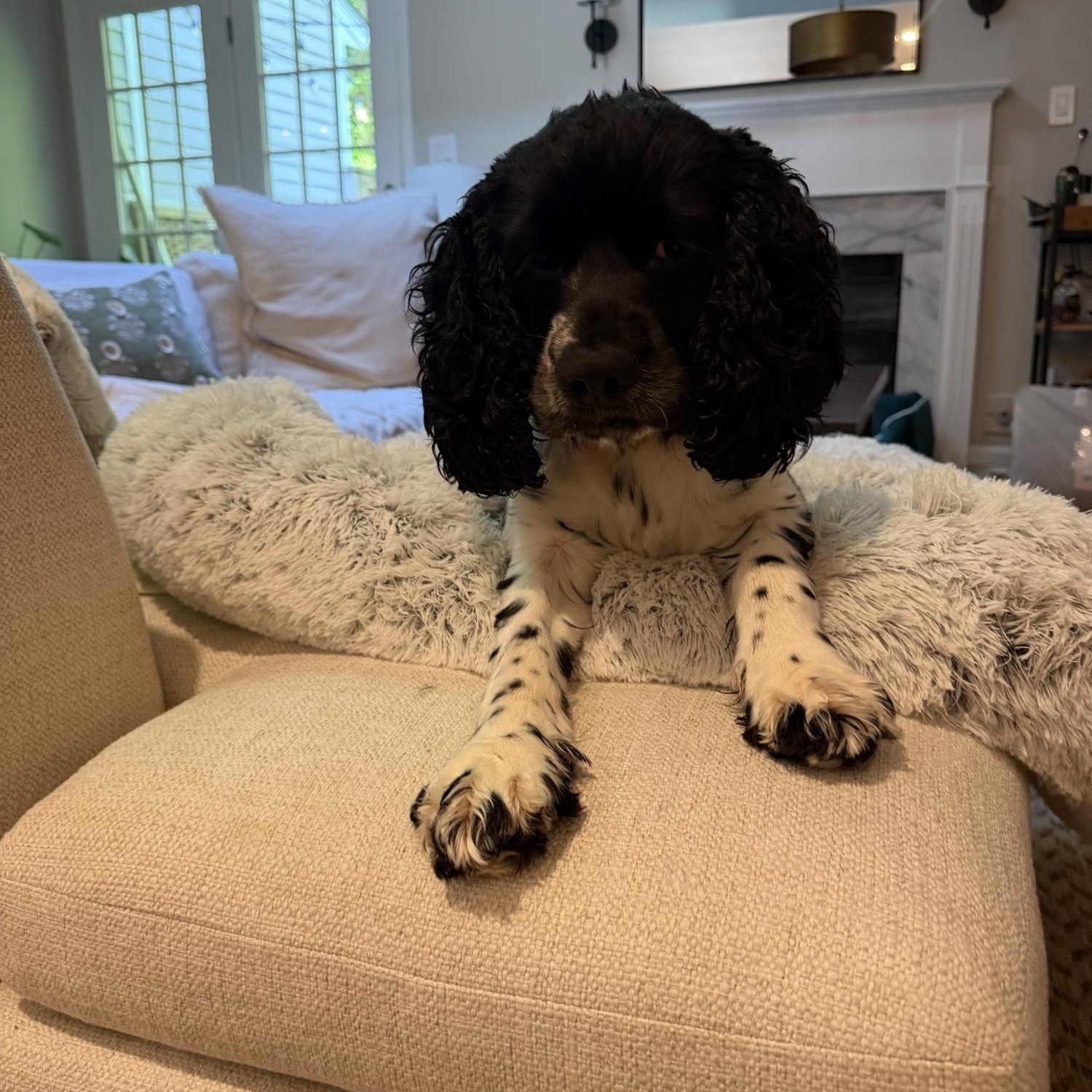 Biscuit-Courtesy Post/Experienced Adopter, a Adoptable Cocker Spaniel in Kannapolis, NC image 3/4