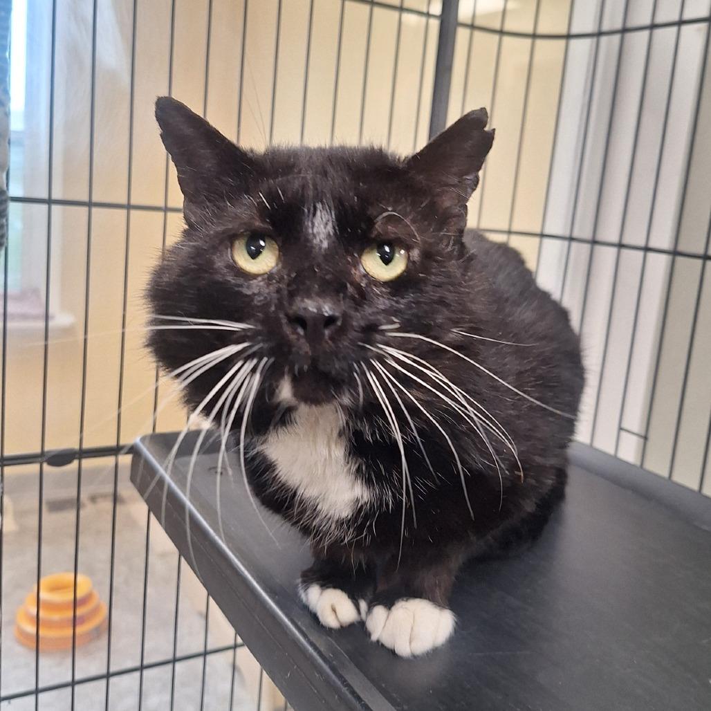 Salem, Adoptable, Adult Male Domestic Short Hair.