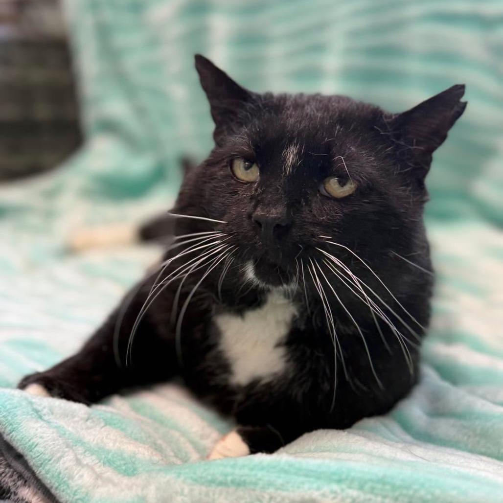 Enlarge Salem, a Adoptable Domestic Short Hair in Attica, NY image 2/2