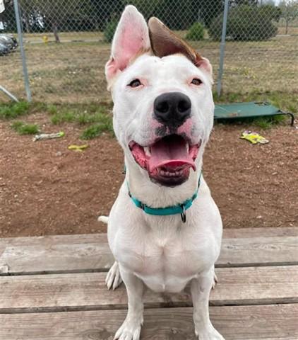 OPHELIA, Adoptable, Young Female Pit Bull Terrier & Mixed Breed.