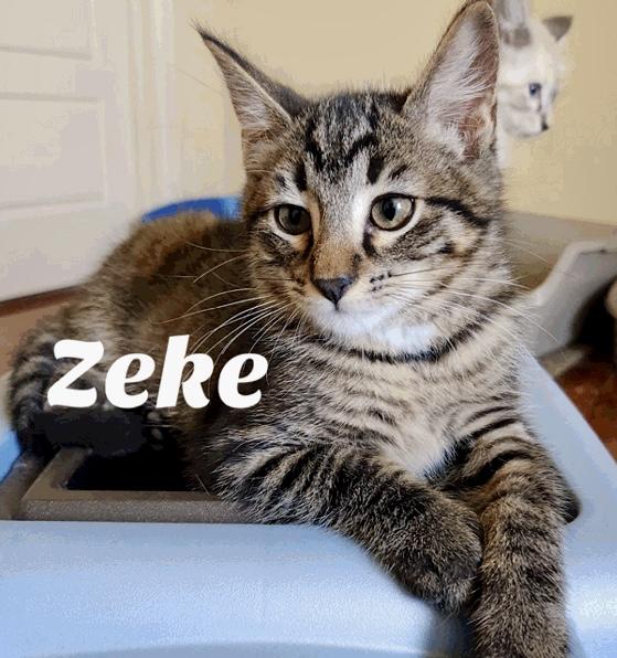 Zeke, Adoptable, Kitten Male Domestic Short Hair.
