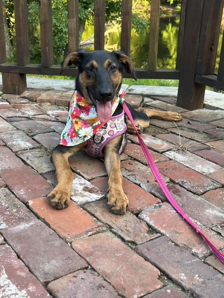 Enlarge Penelope, a Adoptable mixed breed in Shepherdsville, KY image 4/6