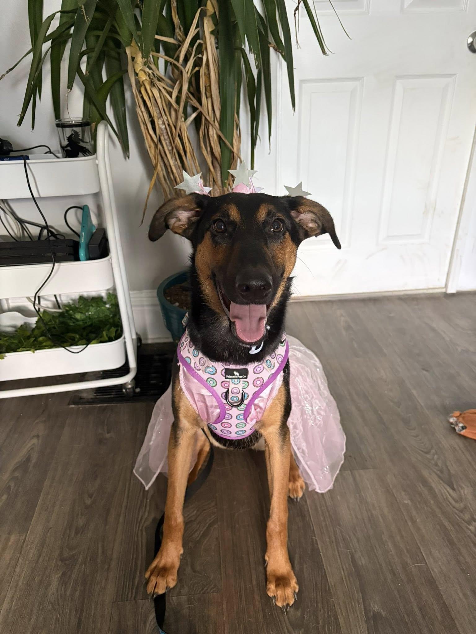 Enlarge Penelope, a Adoptable mixed breed in Shepherdsville, KY image 1/6