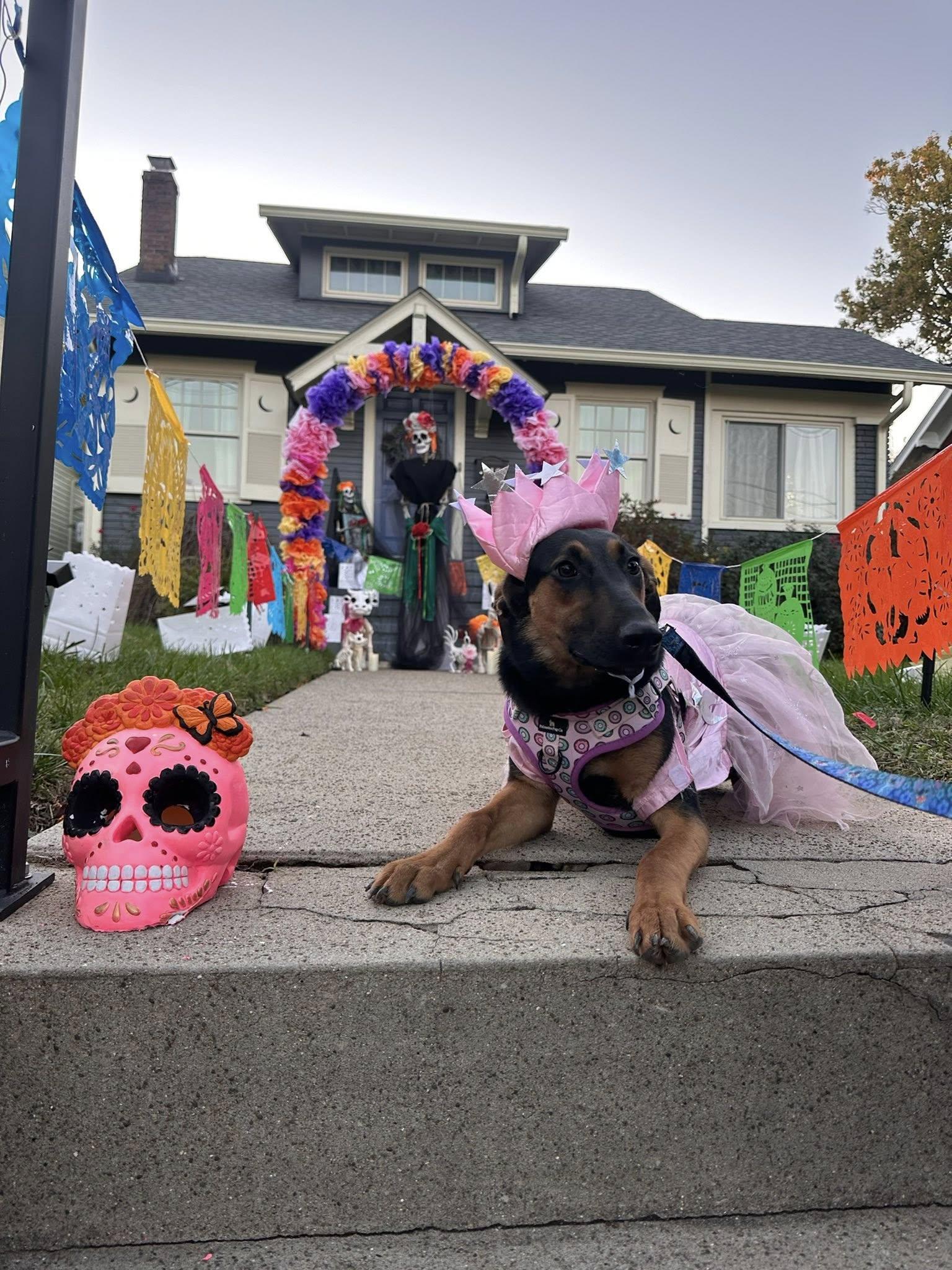 Enlarge Penelope, a Adoptable mixed breed in Shepherdsville, KY image 6/6