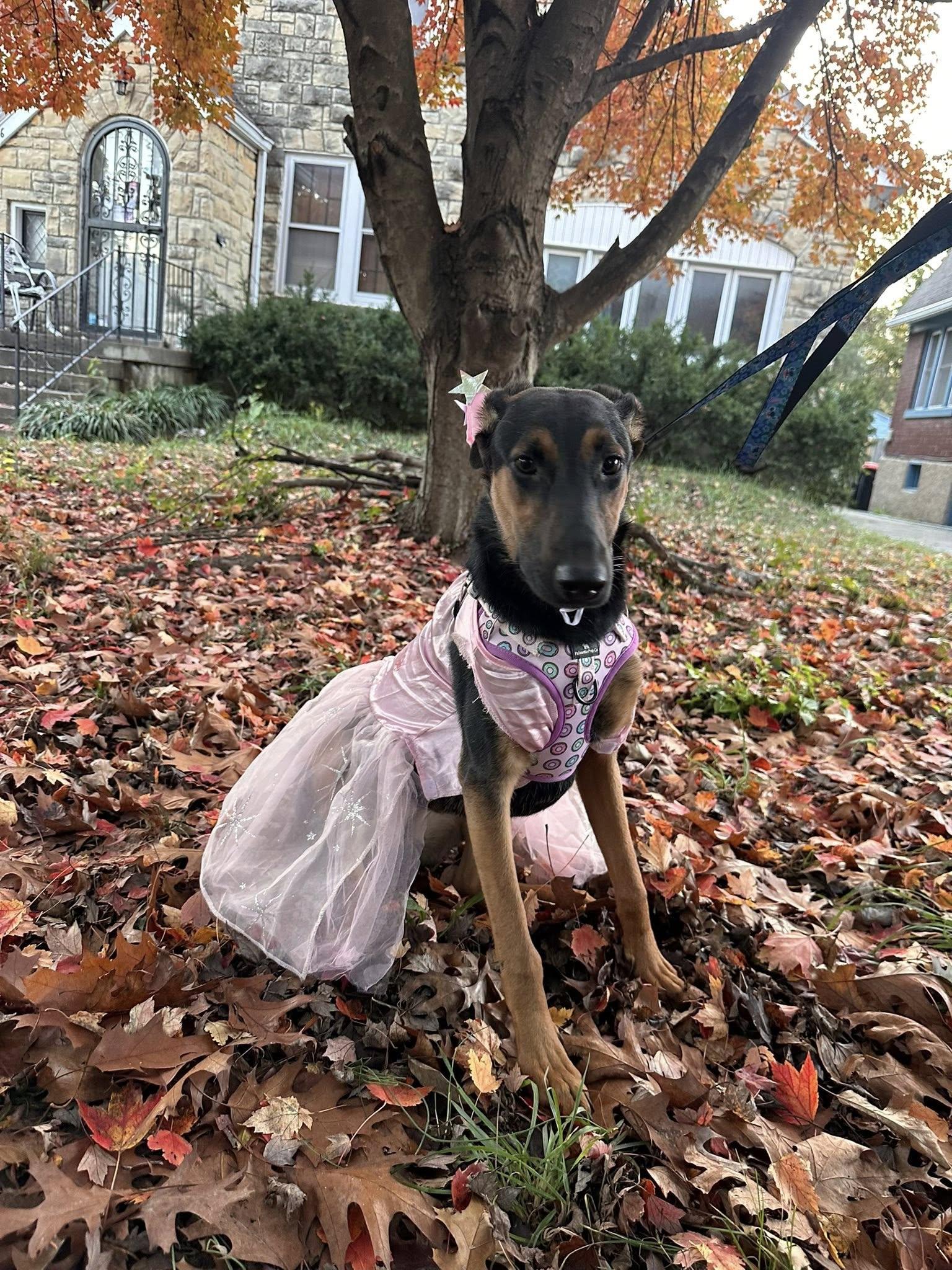 Enlarge Penelope, a Adoptable mixed breed in Shepherdsville, KY image 5/6