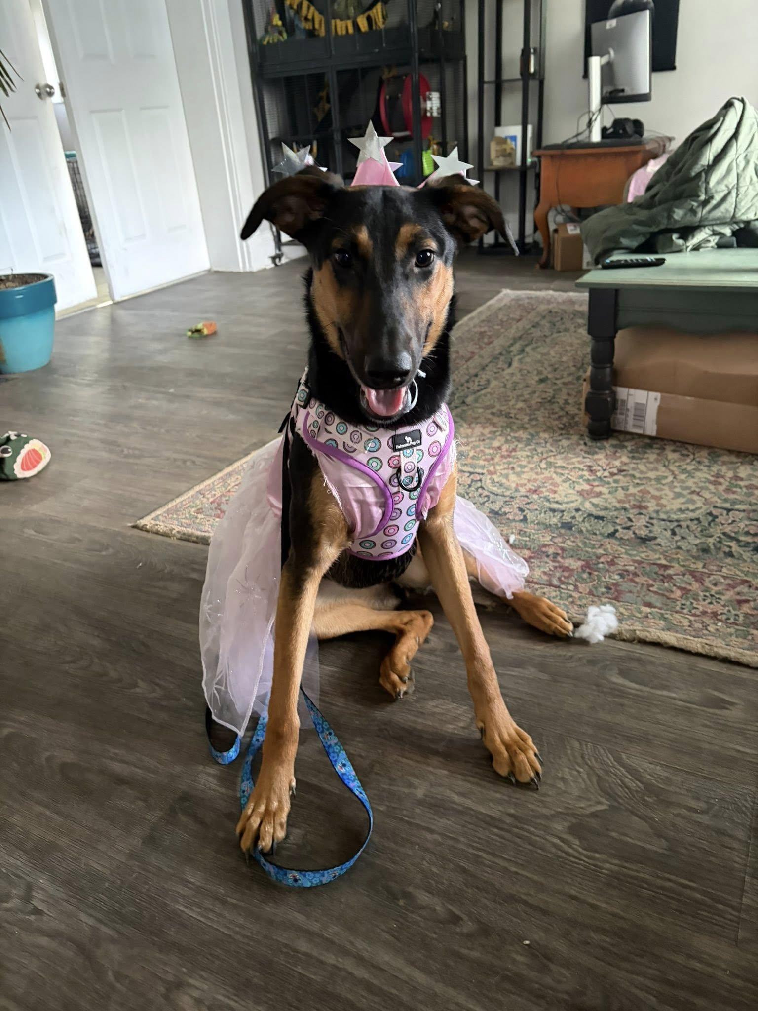 Enlarge Penelope, a Adoptable mixed breed in Shepherdsville, KY image 2/6