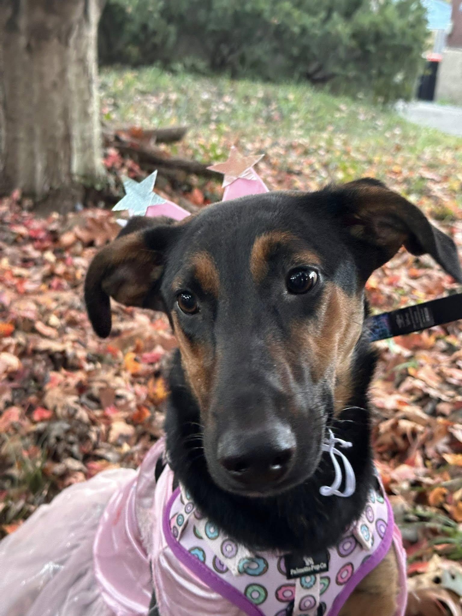 Enlarge Penelope, a Adoptable mixed breed in Shepherdsville, KY image 3/6