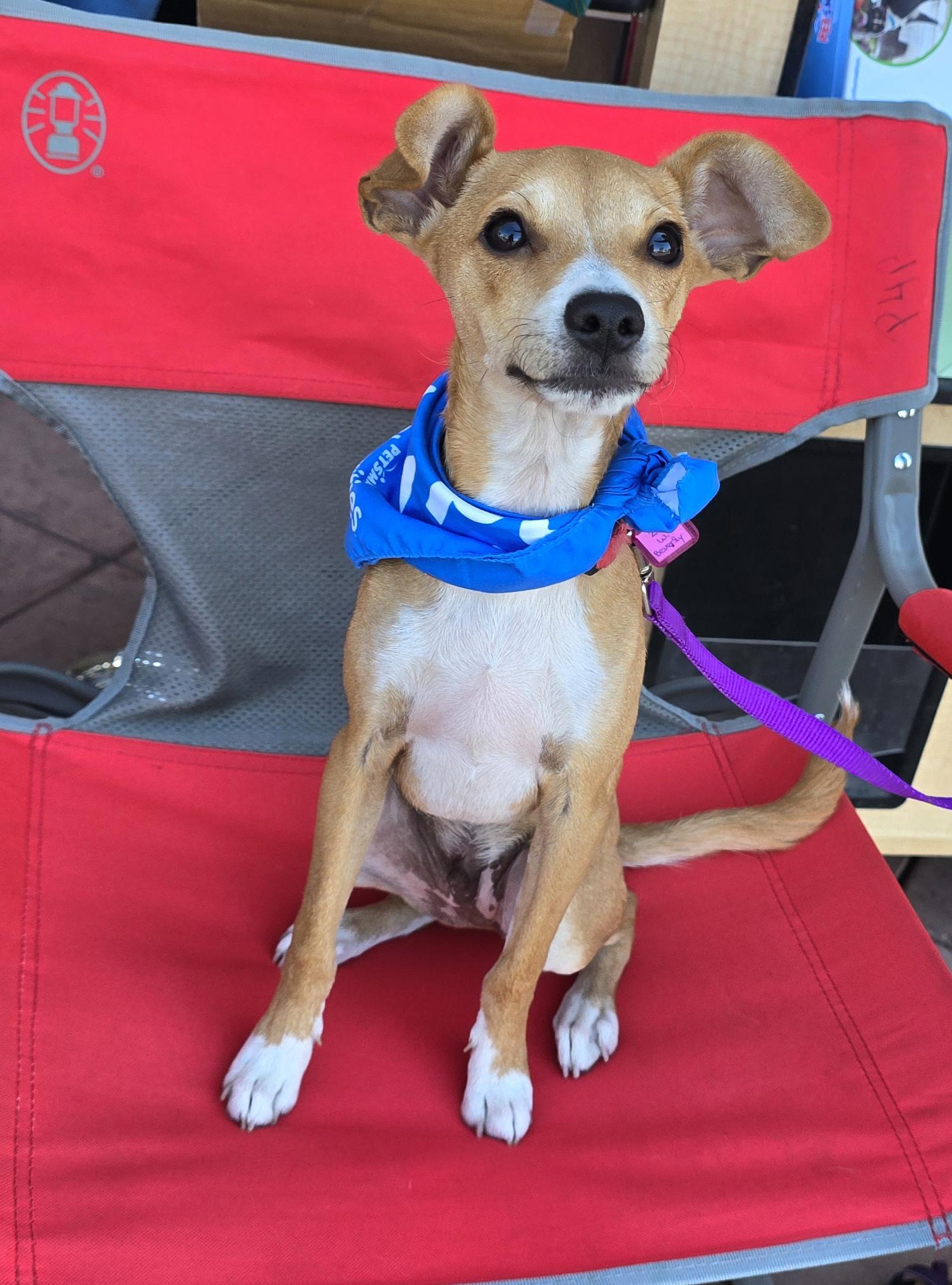 Bucky, Adoptable, Puppy Male Chihuahua & Terrier.