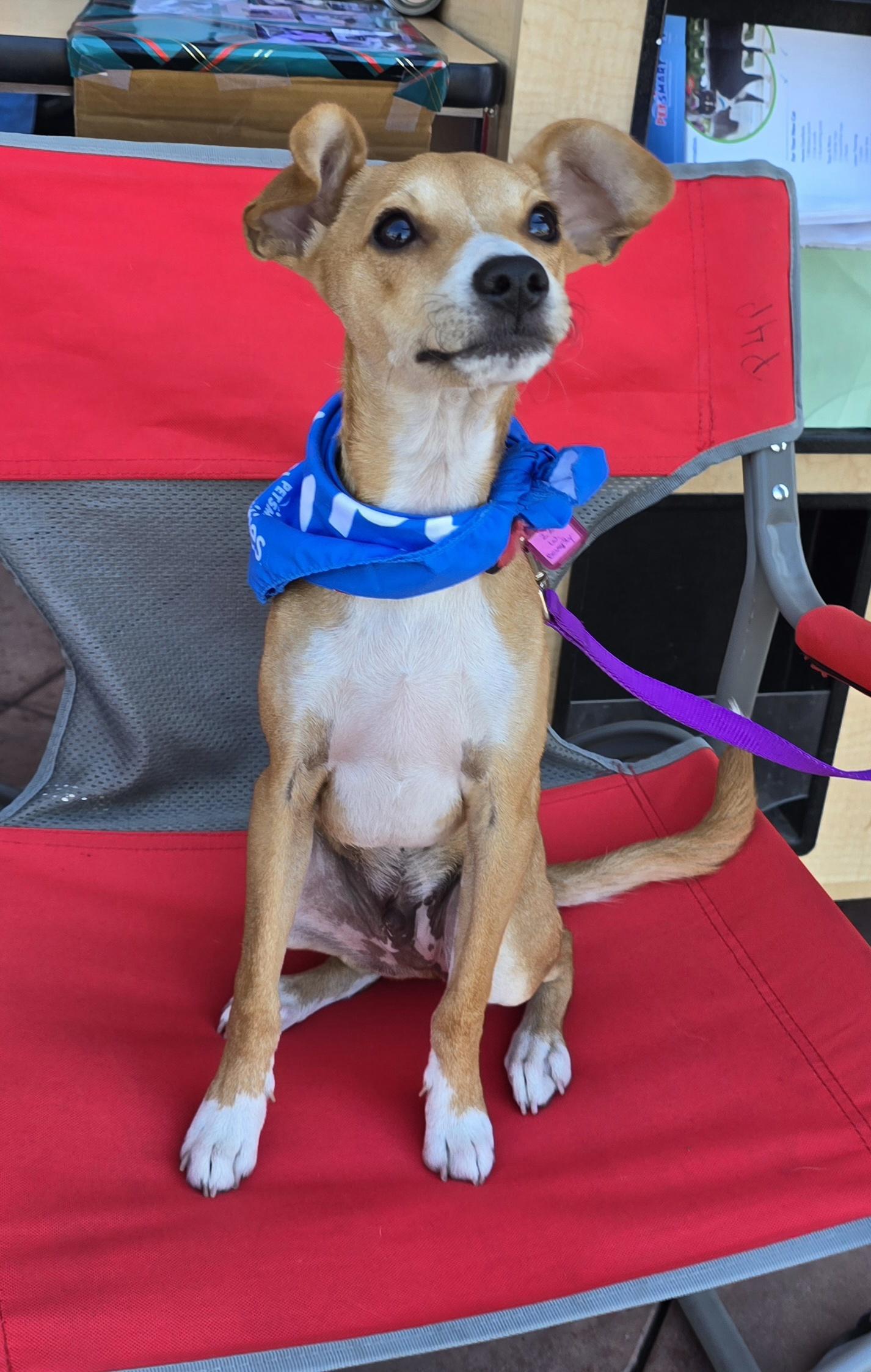 Enlarge Bucky, a Adoptable mixed breed in Tracy, CA image 4/5