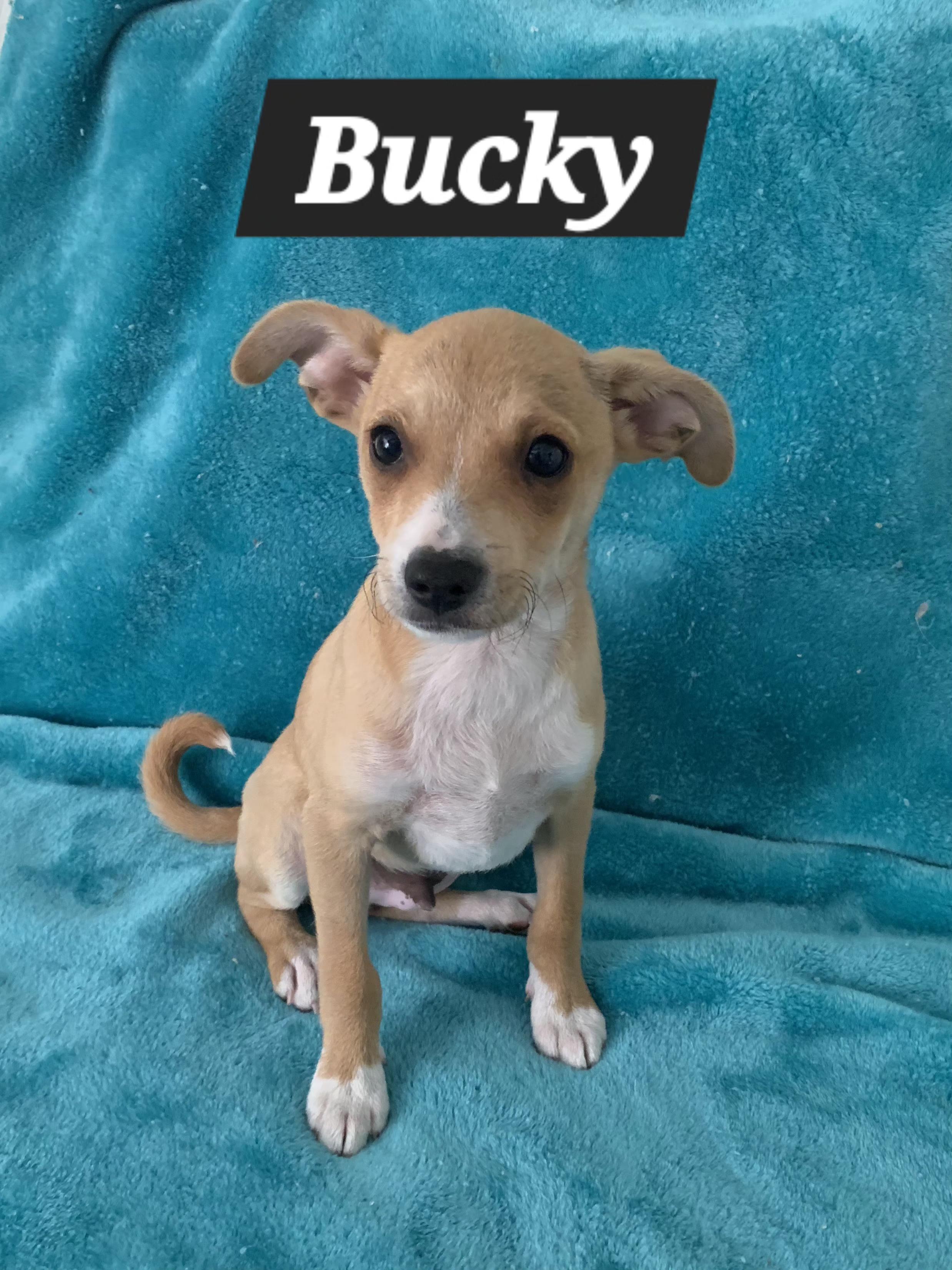 Bucky, a ADOPTABLE mixed breed in Tracy, CA image 2/4