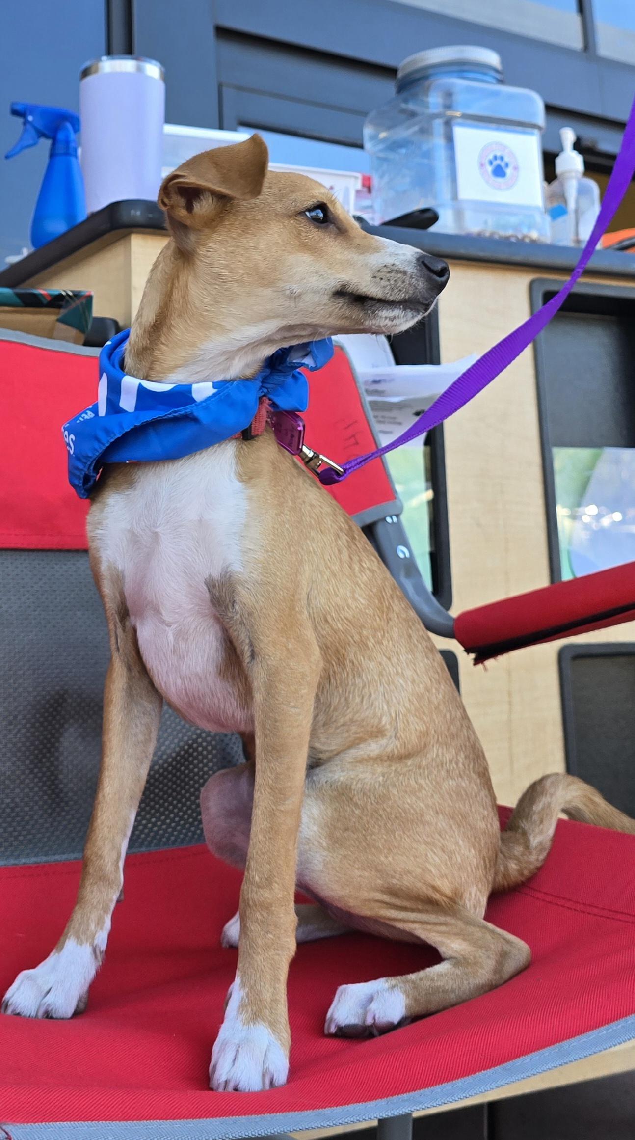 Enlarge Bucky, a Adoptable mixed breed in Tracy, CA image 3/5