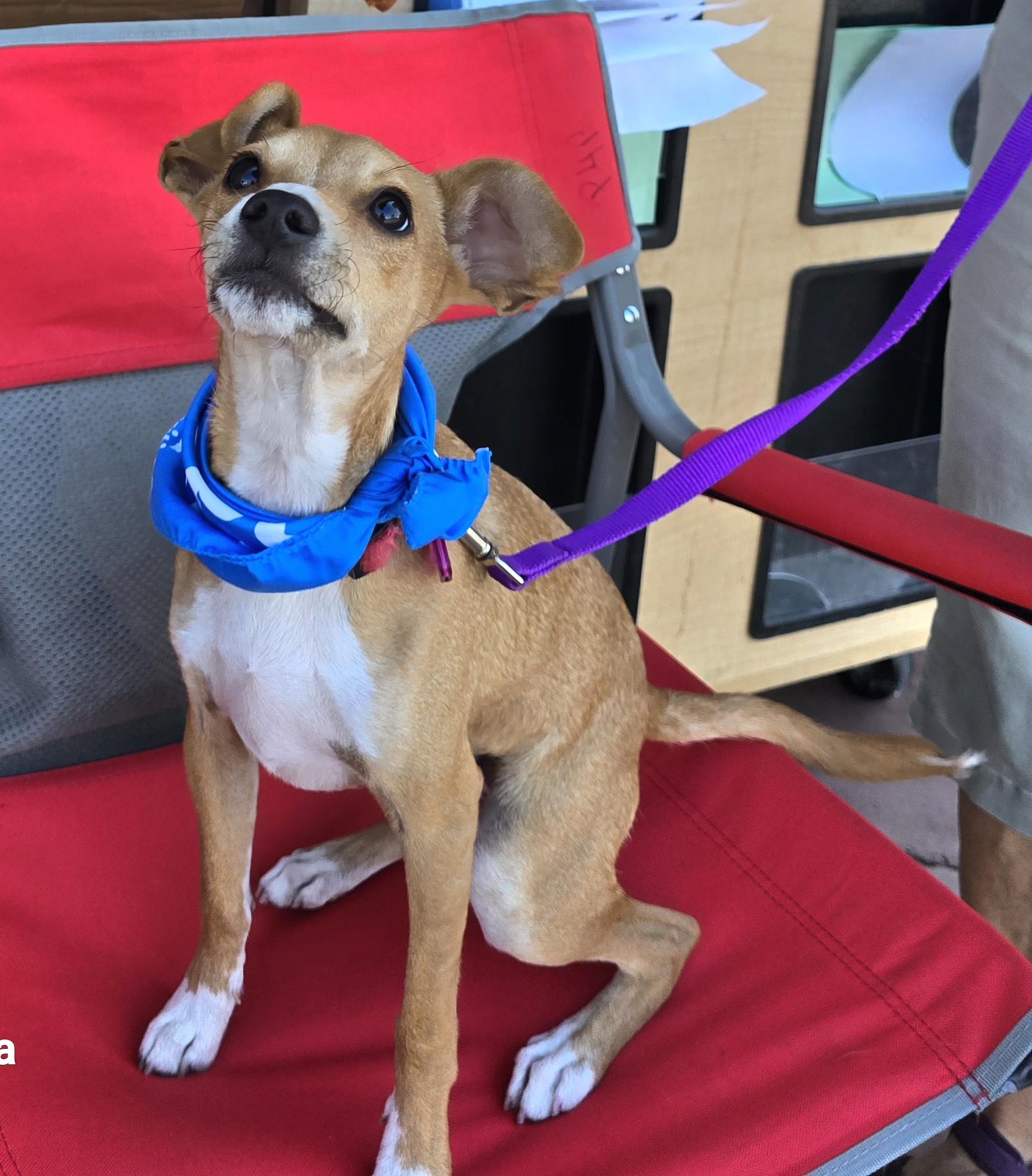Enlarge Bucky, a Adoptable mixed breed in Tracy, CA image 2/5