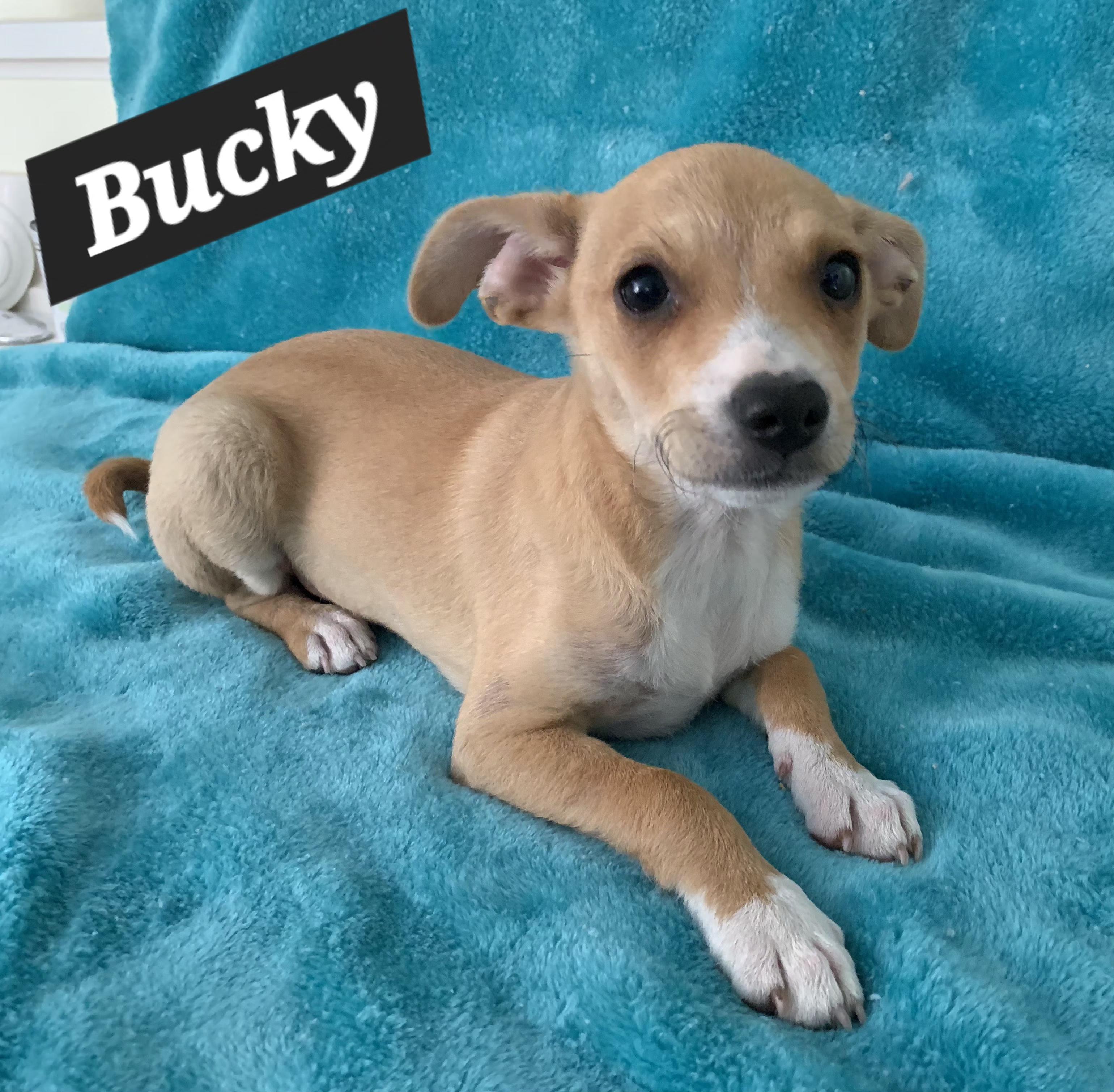Bucky, a ADOPTABLE mixed breed in Tracy, CA image 3/4