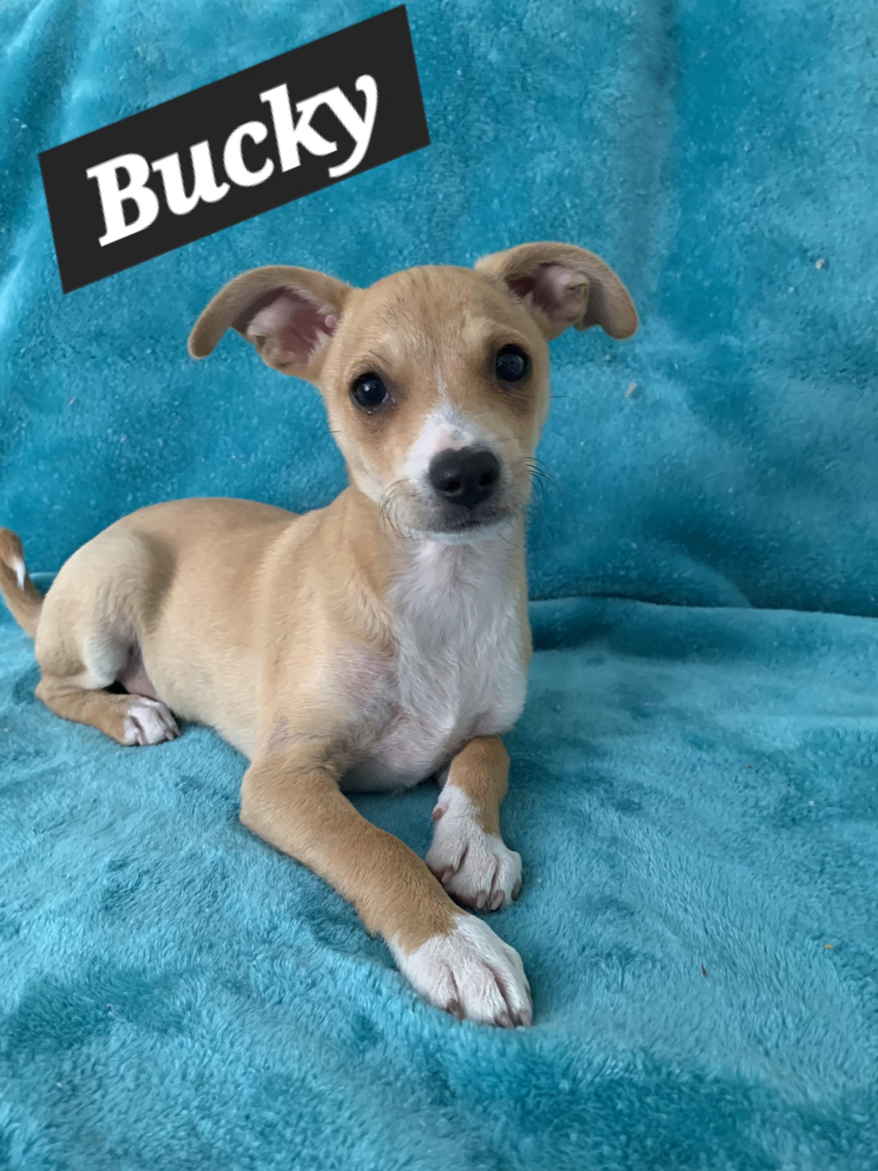 Bucky, ADOPTABLE, Puppy Male Chihuahua & Terrier.