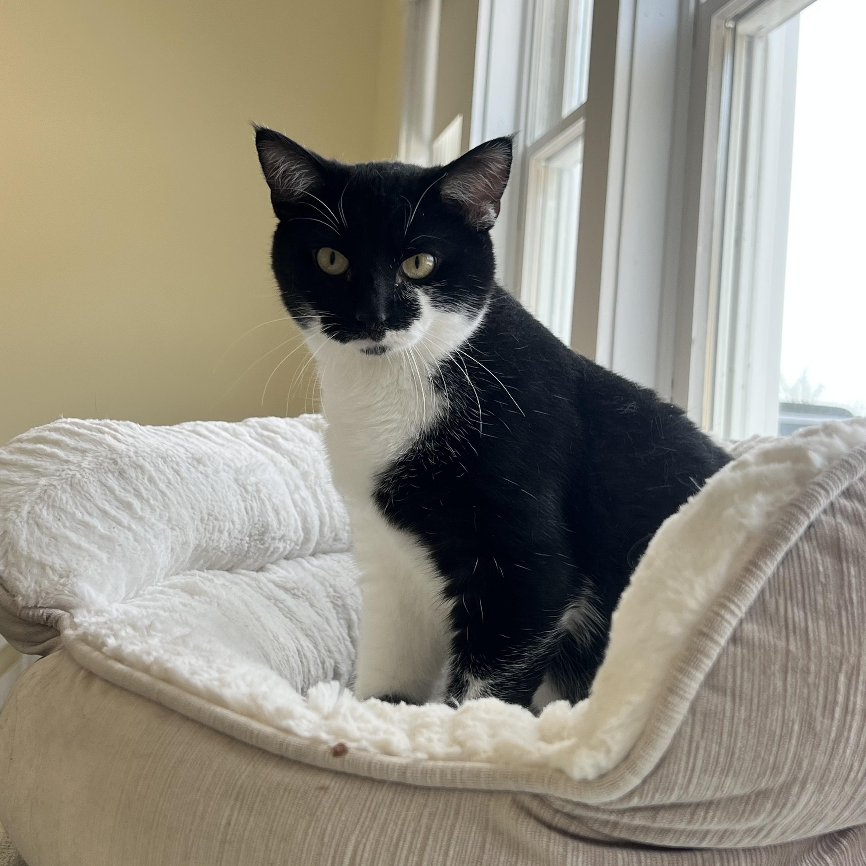 Enlarge Bailey, a ADOPTABLE Domestic Short Hair in St. Ignace, MI image 2/3