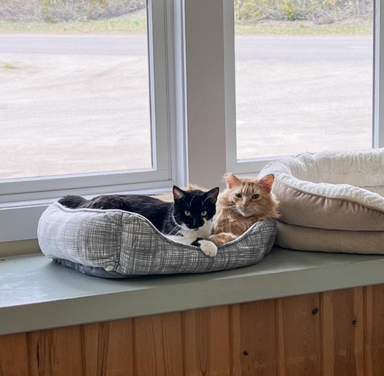 Enlarge Bailey, a ADOPTABLE Domestic Short Hair in St. Ignace, MI image 3/3