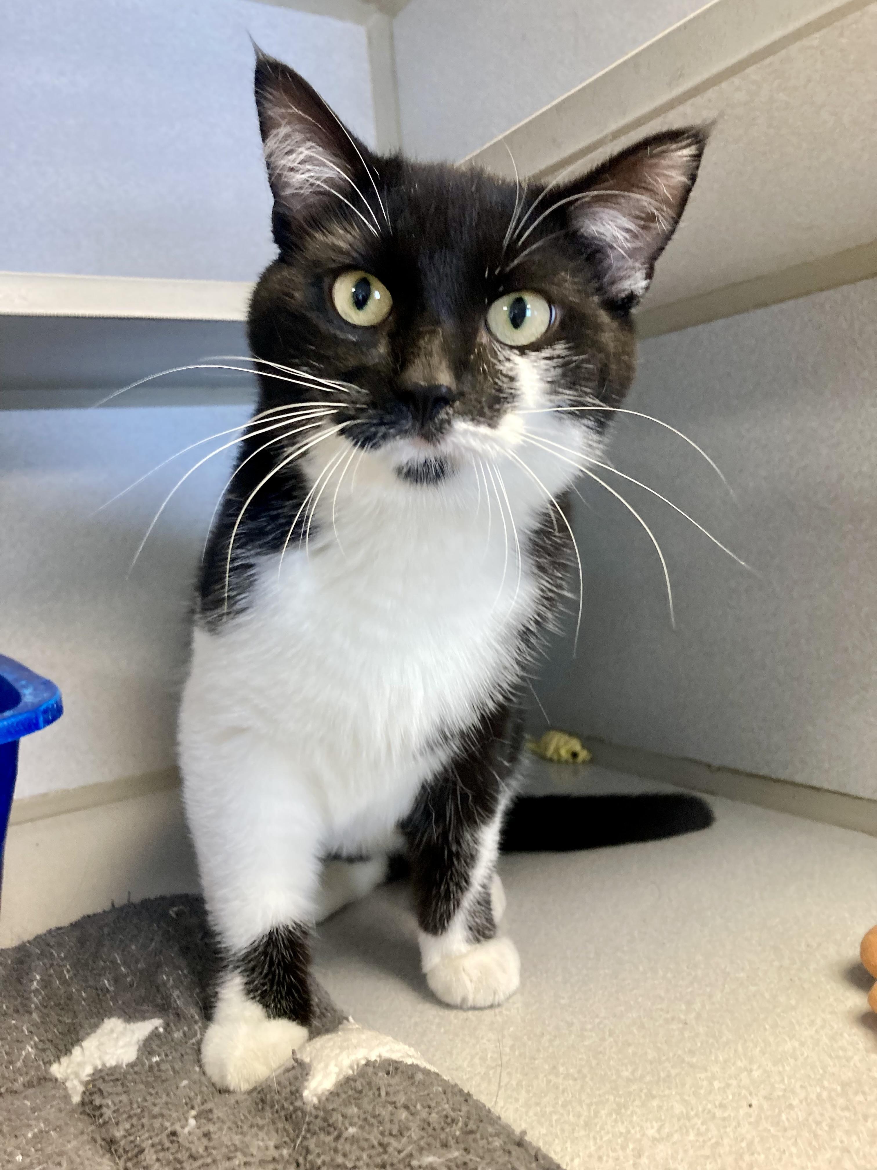 Bailey, ADOPTABLE, Young Male Domestic Short Hair.