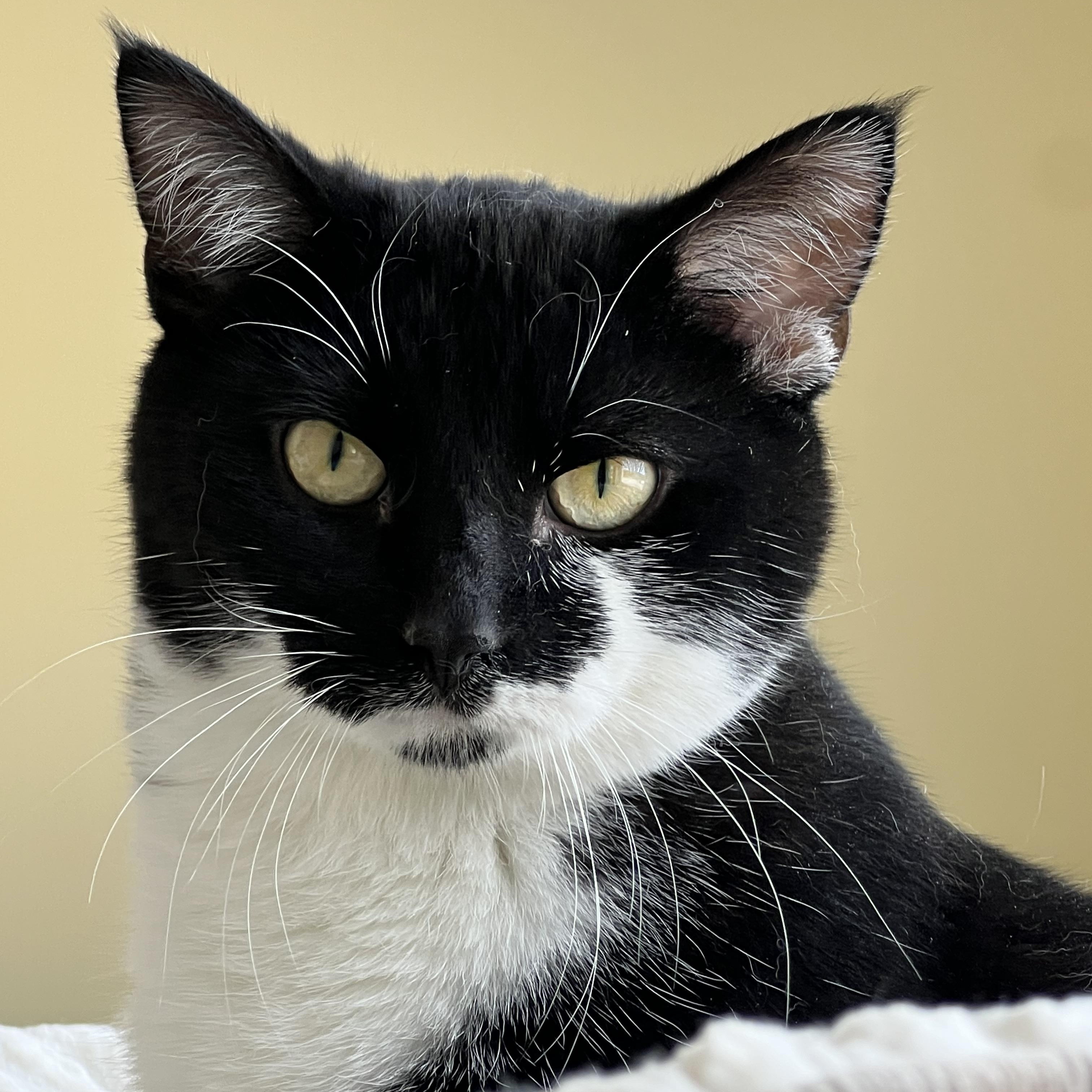 Enlarge Bailey, a ADOPTABLE Domestic Short Hair in St. Ignace, MI image 1/3