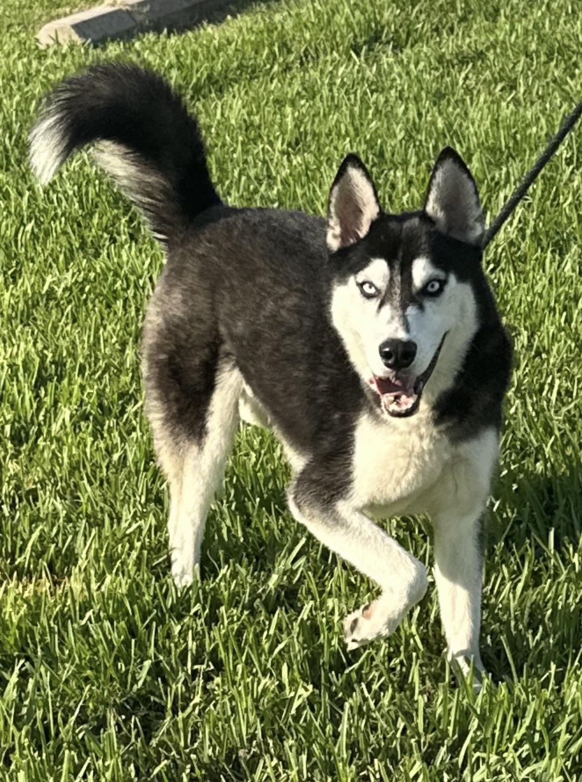 Enlarge Sebastian needs foster, a Adoptable Husky in Metairie, LA image 2/6