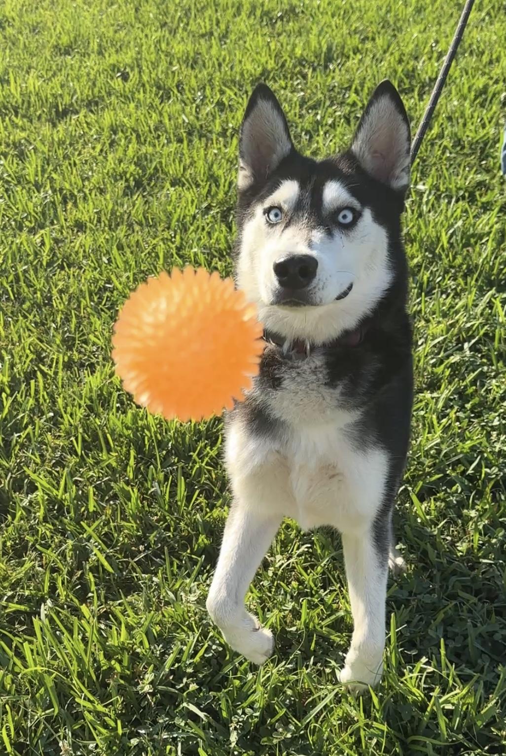 Enlarge Sebastian needs foster, a Adoptable Husky in Metairie, LA image 3/6