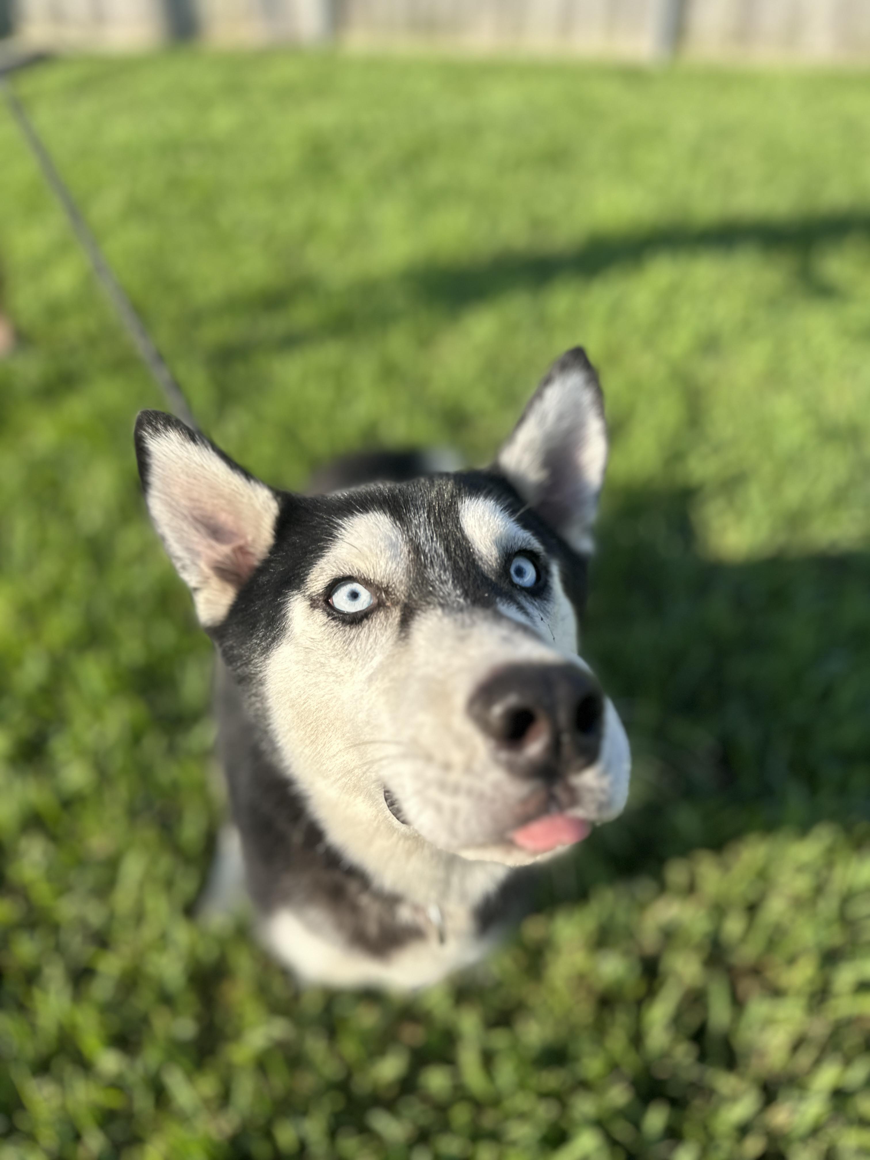 Enlarge Sebastian needs foster, a Adoptable Husky in Metairie, LA image 6/6