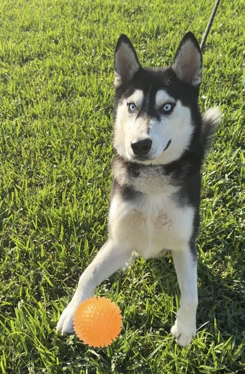 Enlarge Sebastian needs foster, a Adoptable Husky in Metairie, LA image 4/6