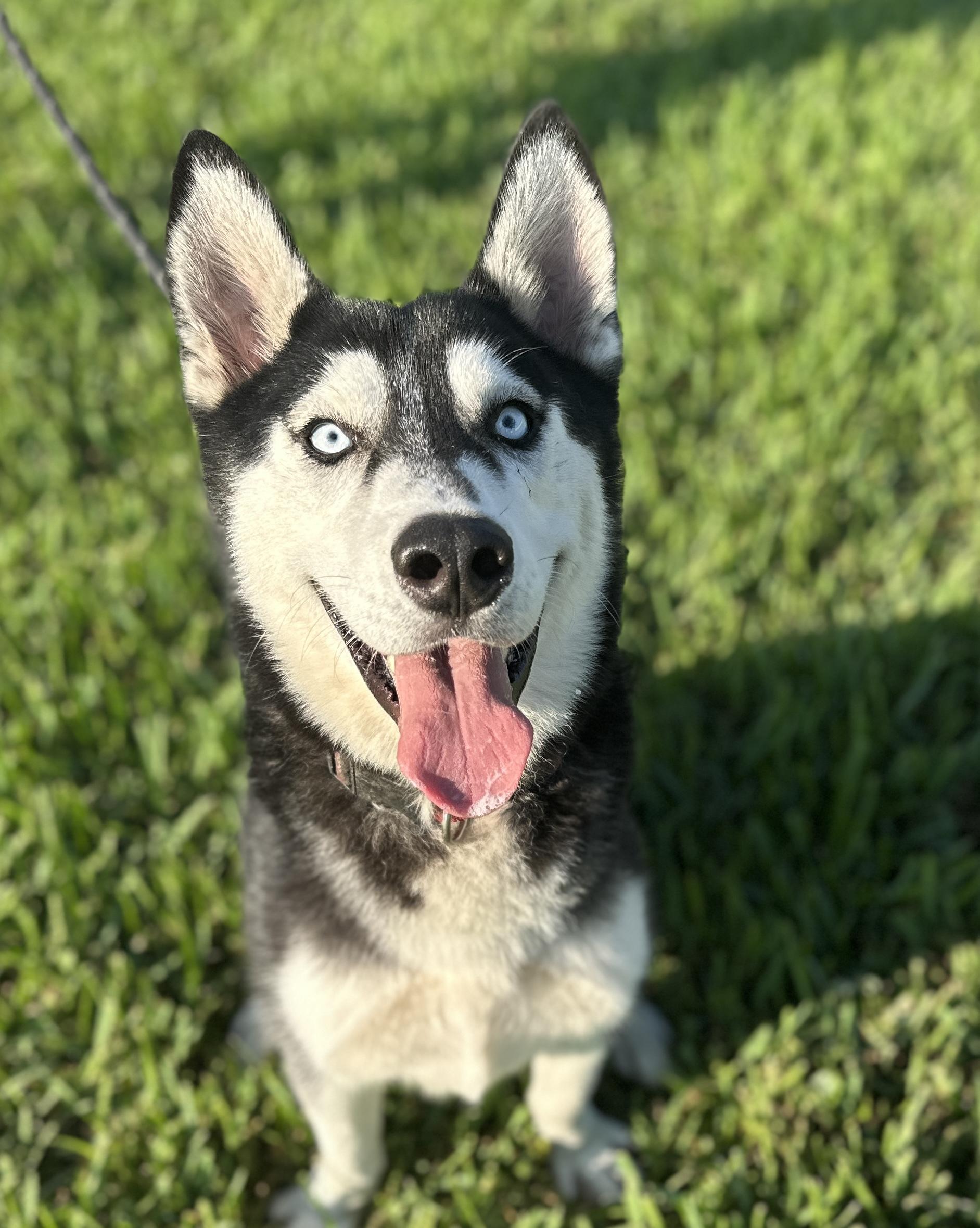 Sebastian needs foster, Adoptable, Adult Male Husky.