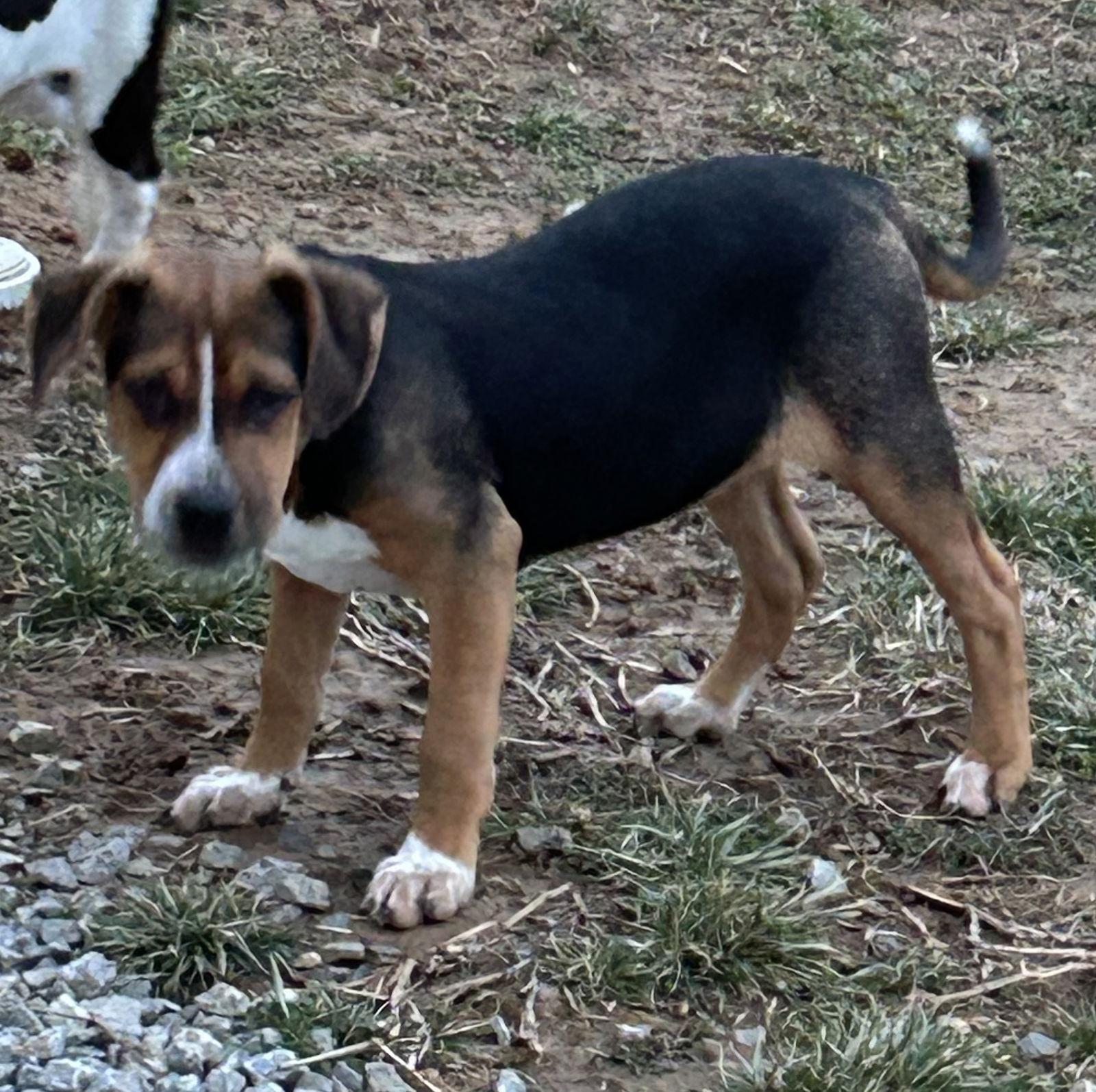 Enlarge Waldo, a Adoptable mixed breed in Steeleville, IL image 1/3