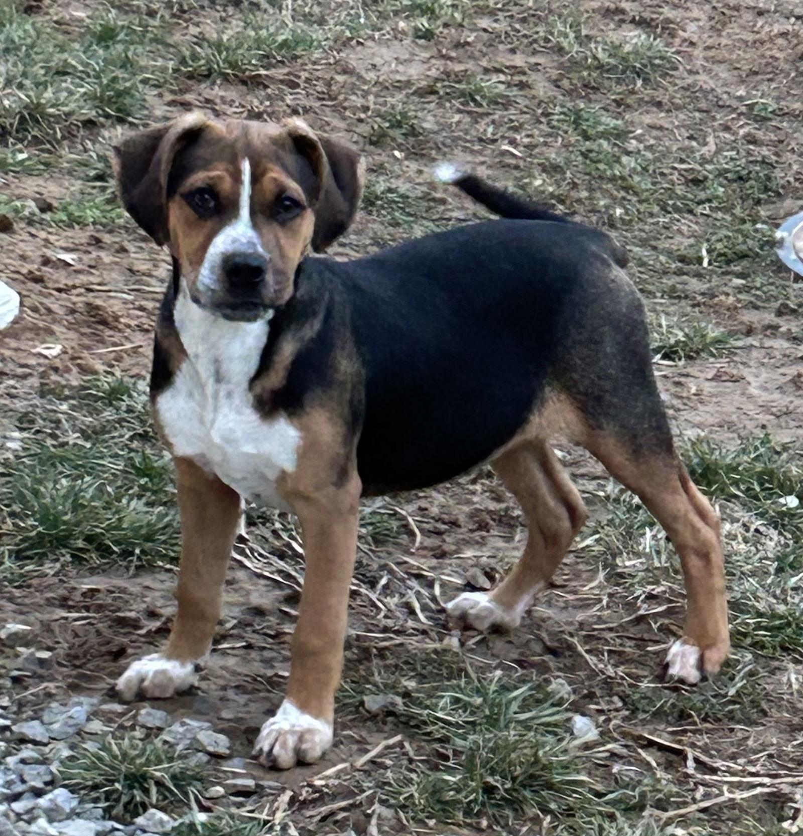 Enlarge Waldo, a Adoptable mixed breed in Steeleville, IL image 2/3