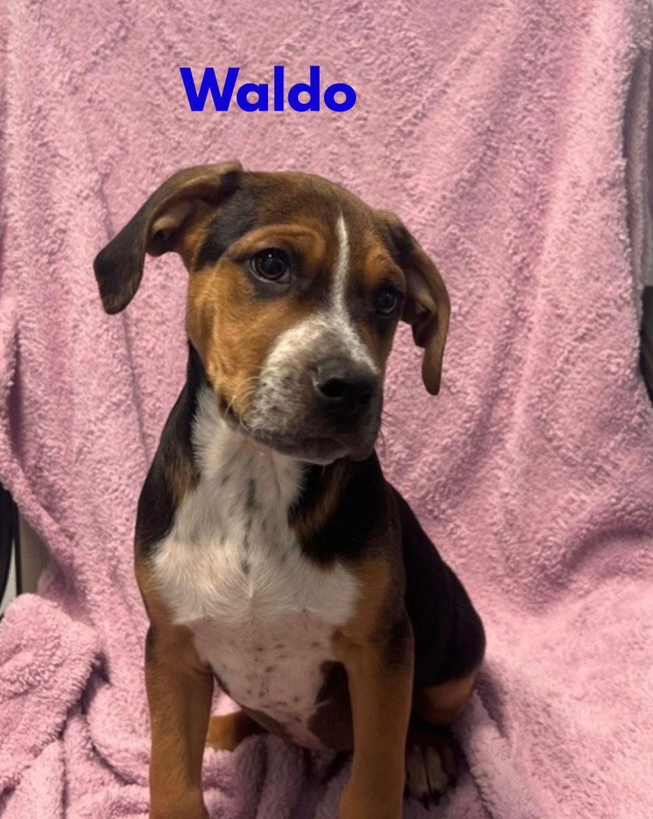 Waldo, Adoptable, Puppy Male Catahoula Leopard Dog & Boxer.