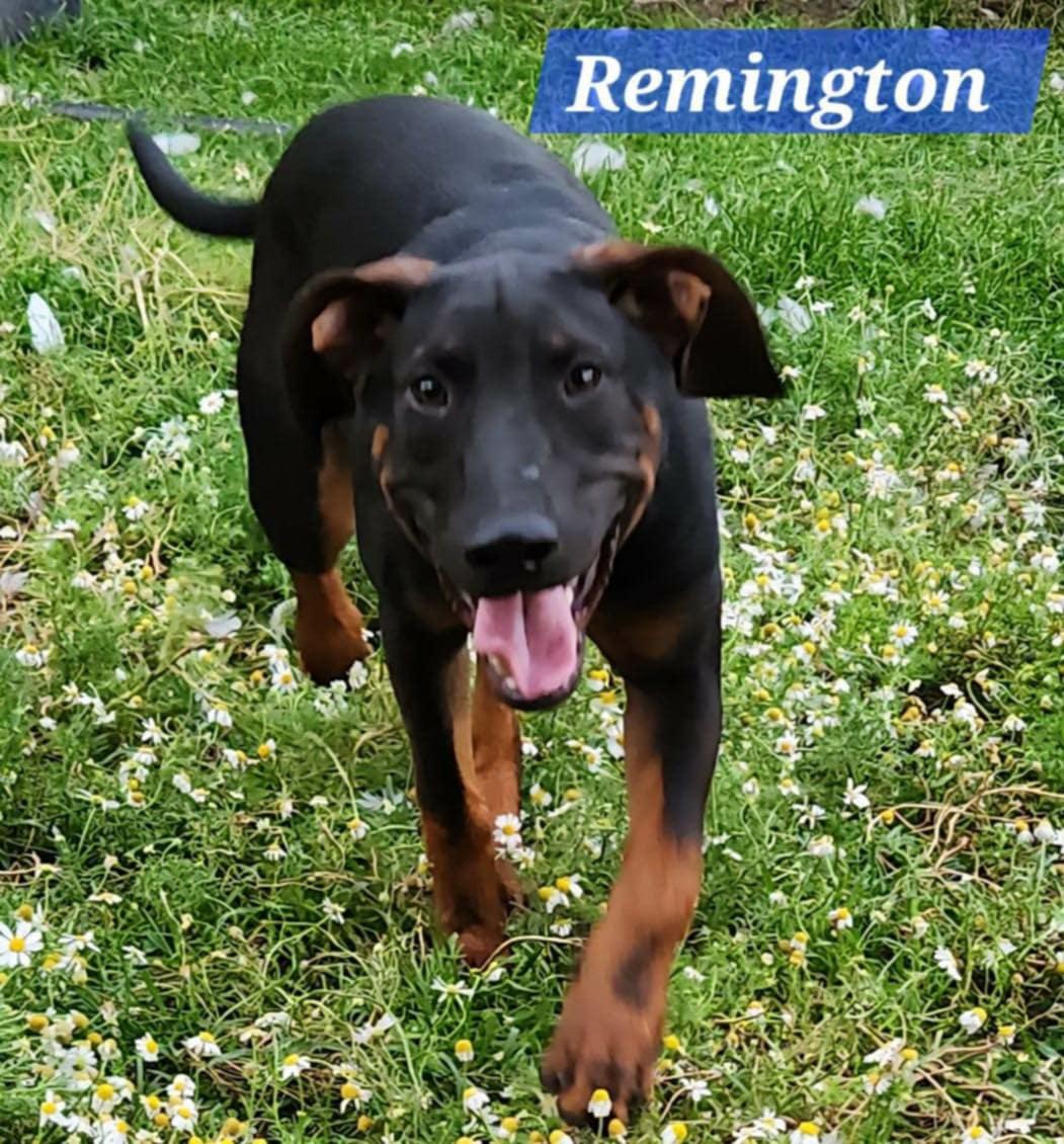 Remington