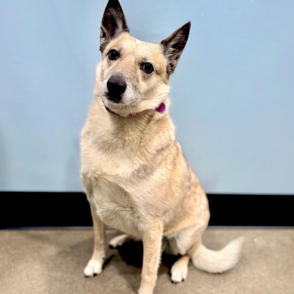 Ellie, Adoptable, Senior Female Cattle Dog.