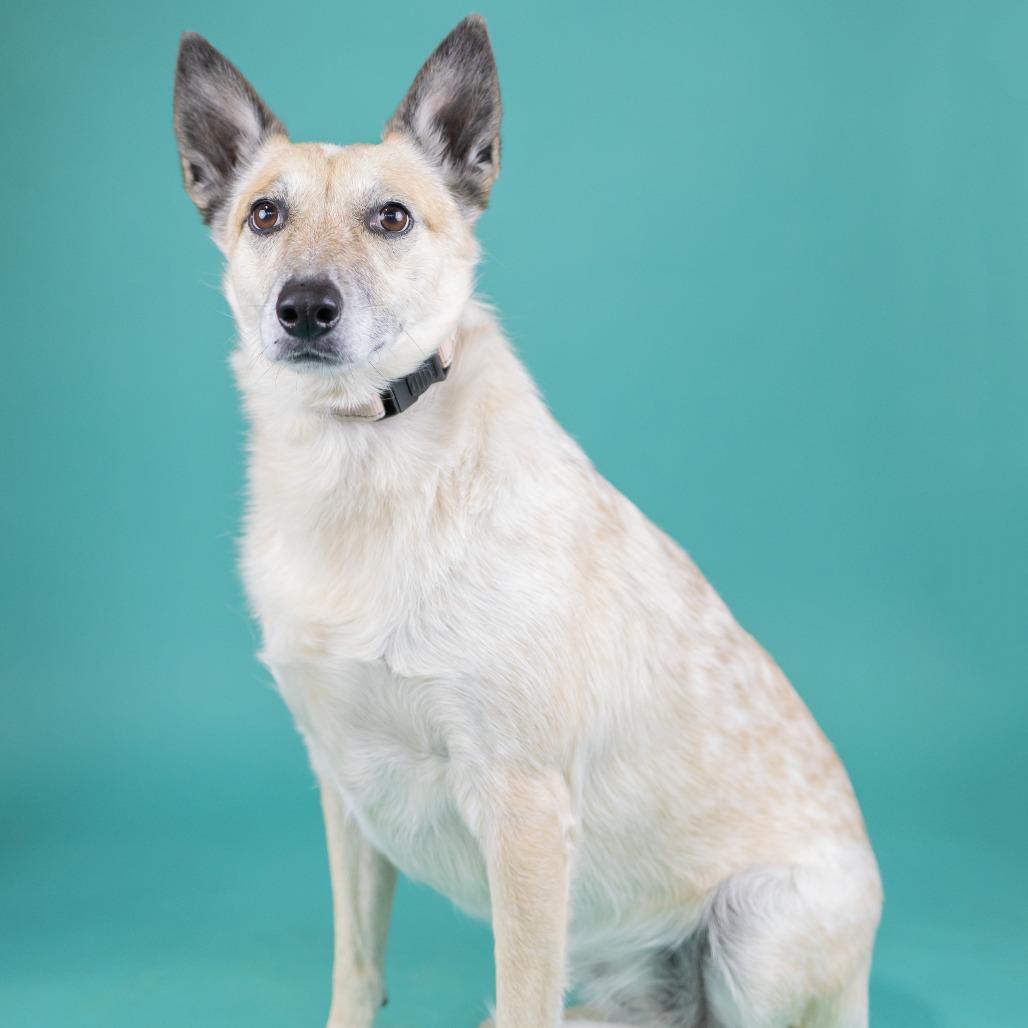 Enlarge Ellie, a Adoptable Cattle Dog in Portland, OR image 2/2