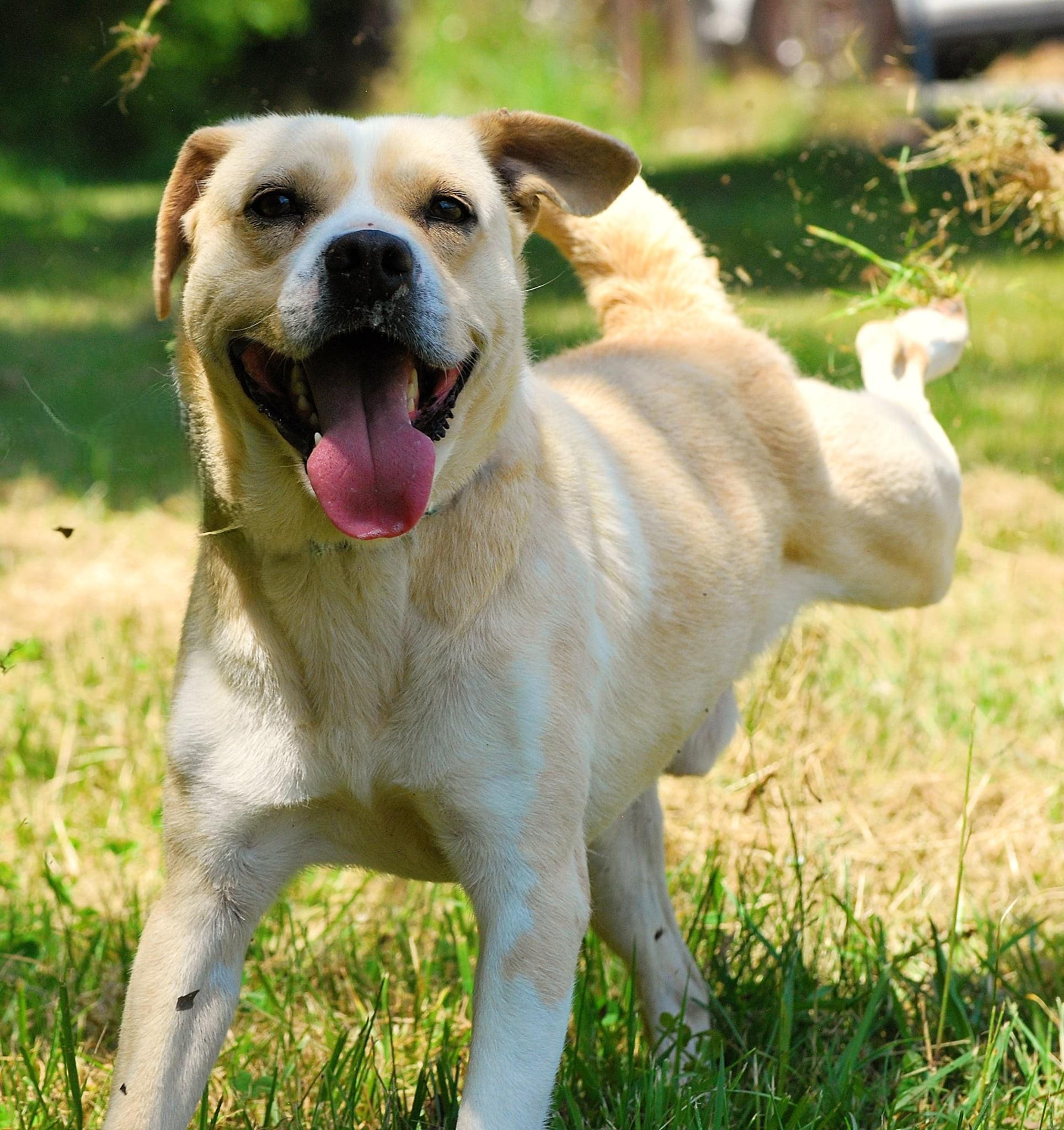 Enlarge Thunder, a Adoptable mixed breed in manchester, TN image 1/4