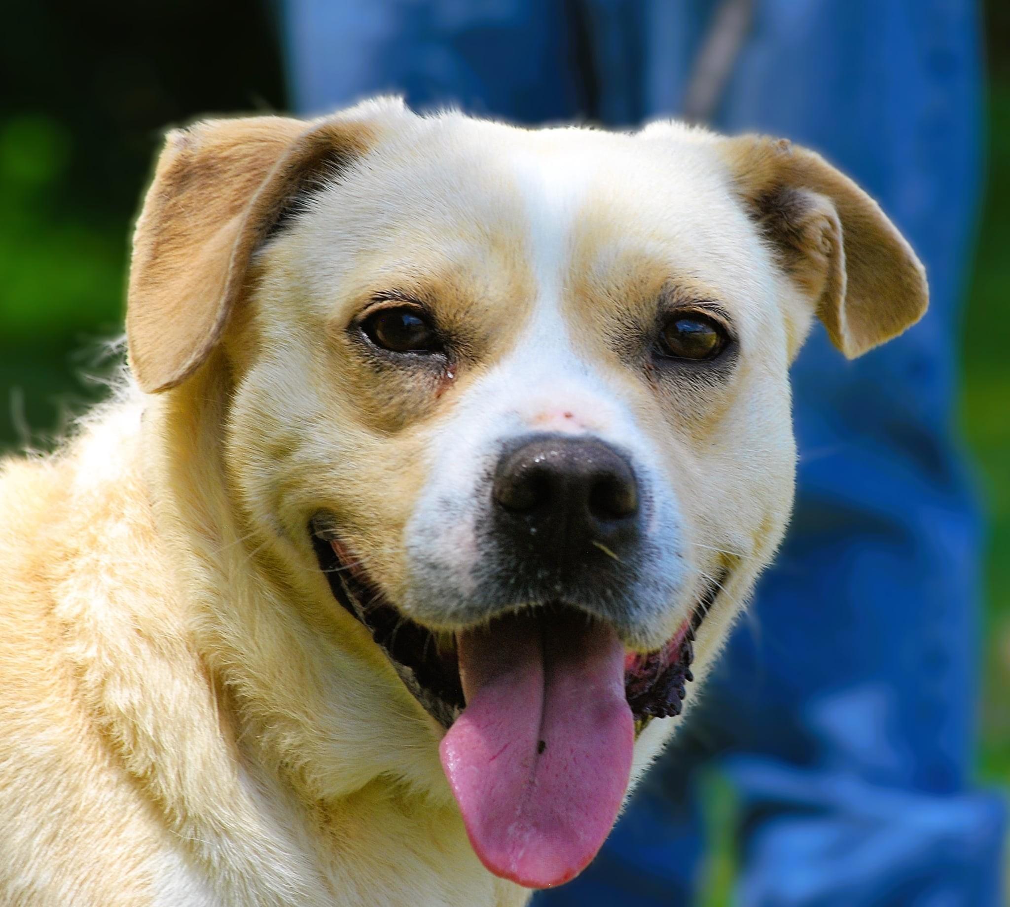 Enlarge Thunder, a Adoptable mixed breed in manchester, TN image 3/4