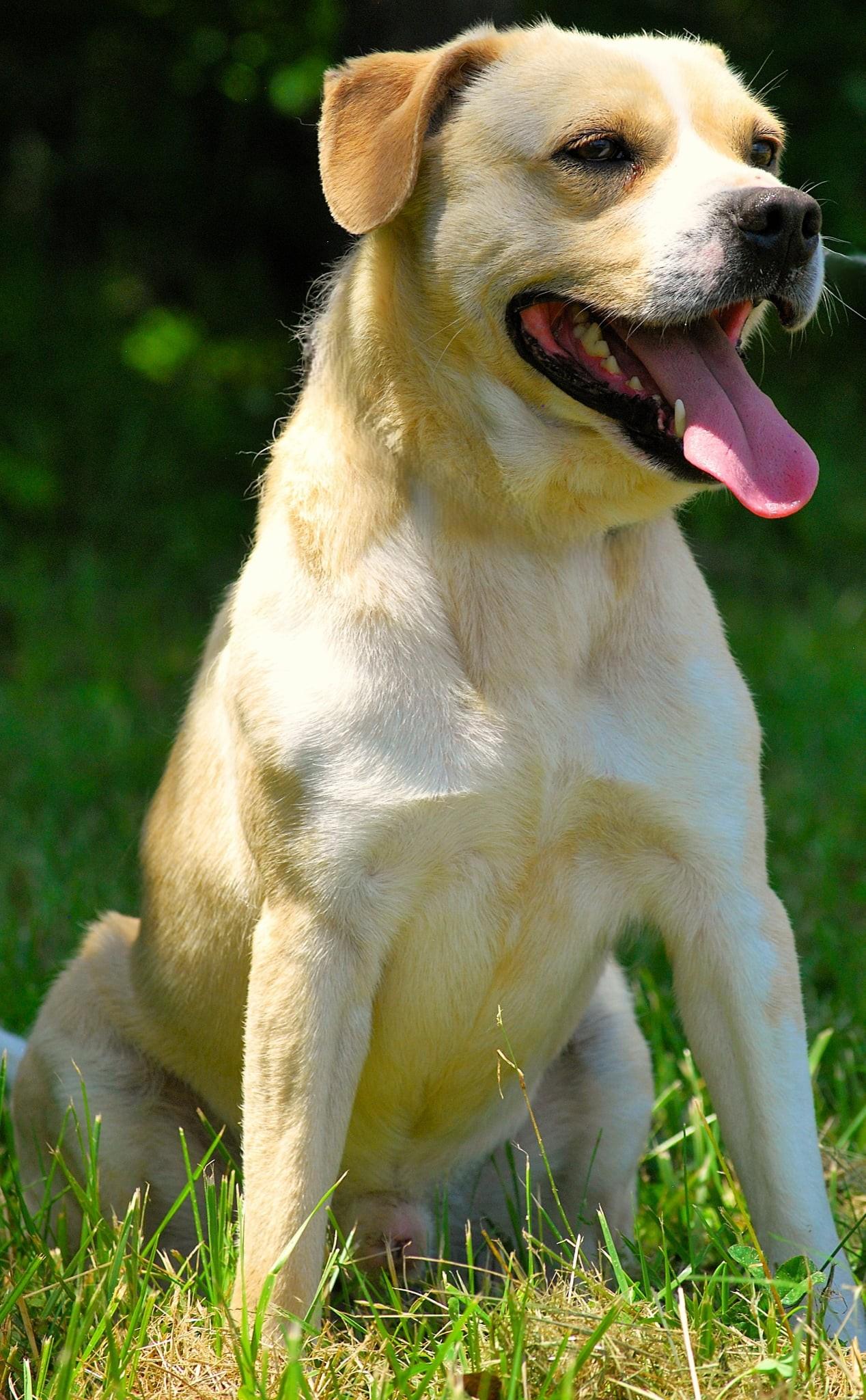 Enlarge Thunder, a Adoptable mixed breed in manchester, TN image 2/4