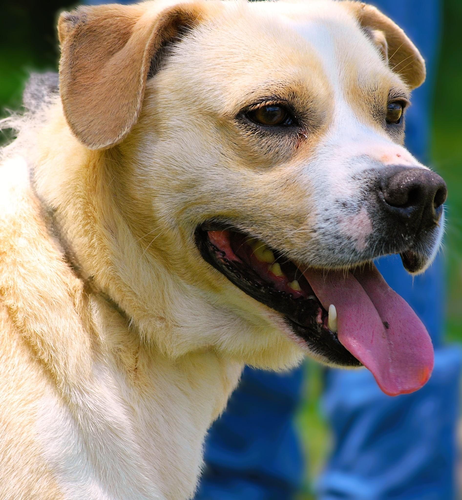 Enlarge Thunder, a Adoptable mixed breed in manchester, TN image 4/4