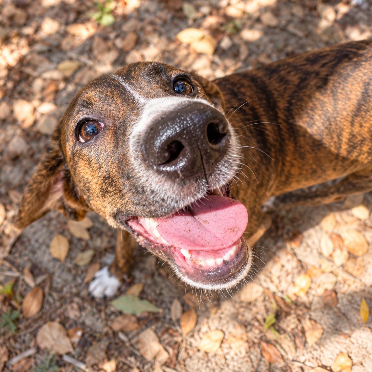 Enlarge Lottie, a Adoptable mixed breed in Boston, MA image 5/6