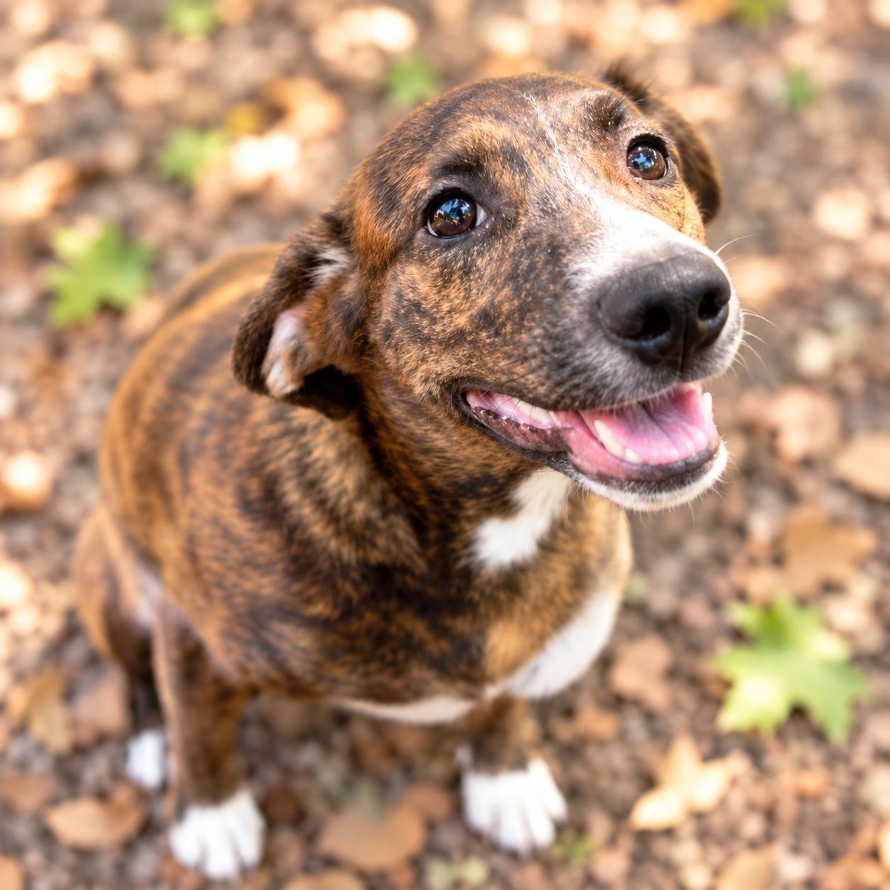 Enlarge Lottie, a Adoptable mixed breed in Boston, MA image 2/6