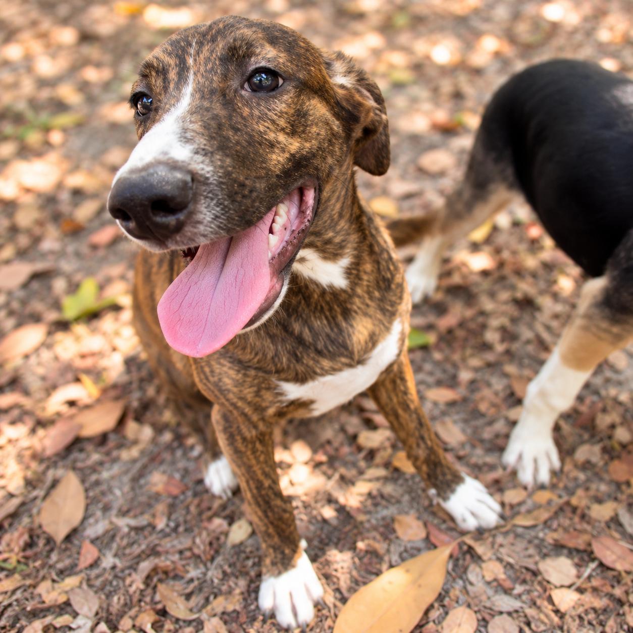 Enlarge Lottie, a Adoptable mixed breed in Boston, MA image 1/6
