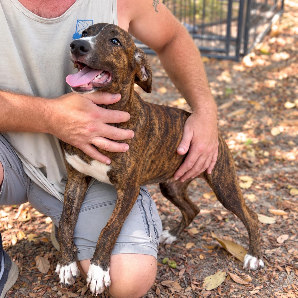 Enlarge Lottie, a Adoptable mixed breed in Boston, MA image 3/6