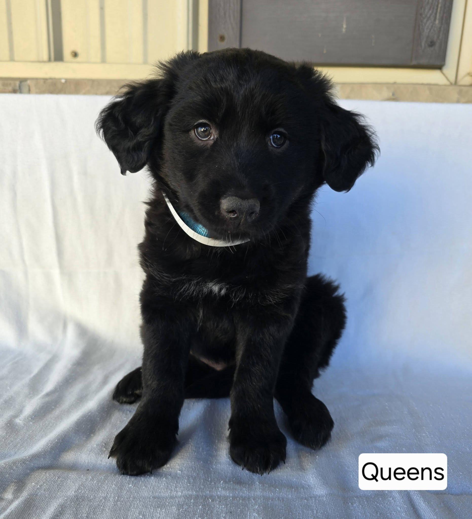 Enlarge Queens, a ADOPTABLE mixed breed in St. Clairsville, OH image 2/2