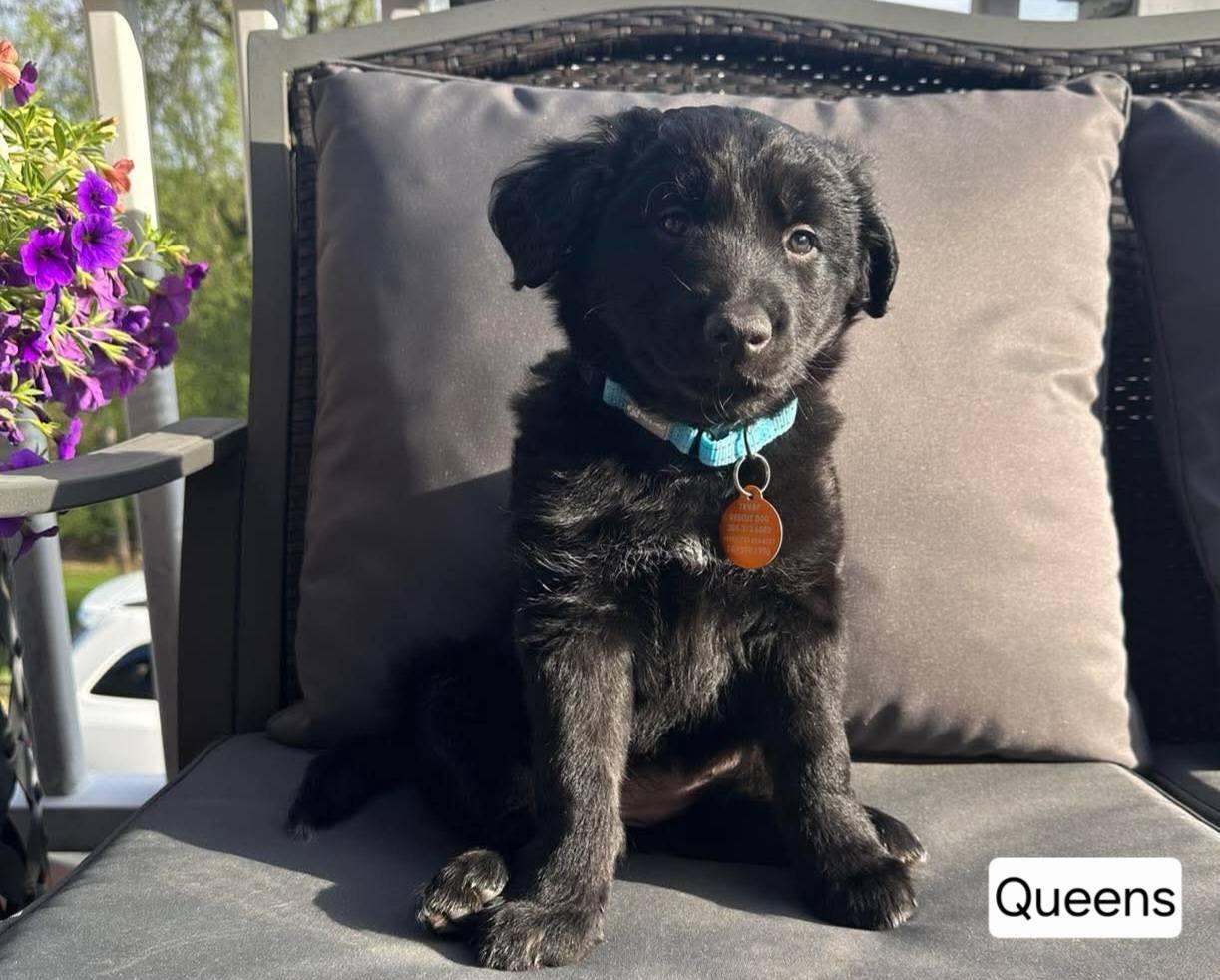 Enlarge Queens, a ADOPTABLE mixed breed in St. Clairsville, OH image 1/2