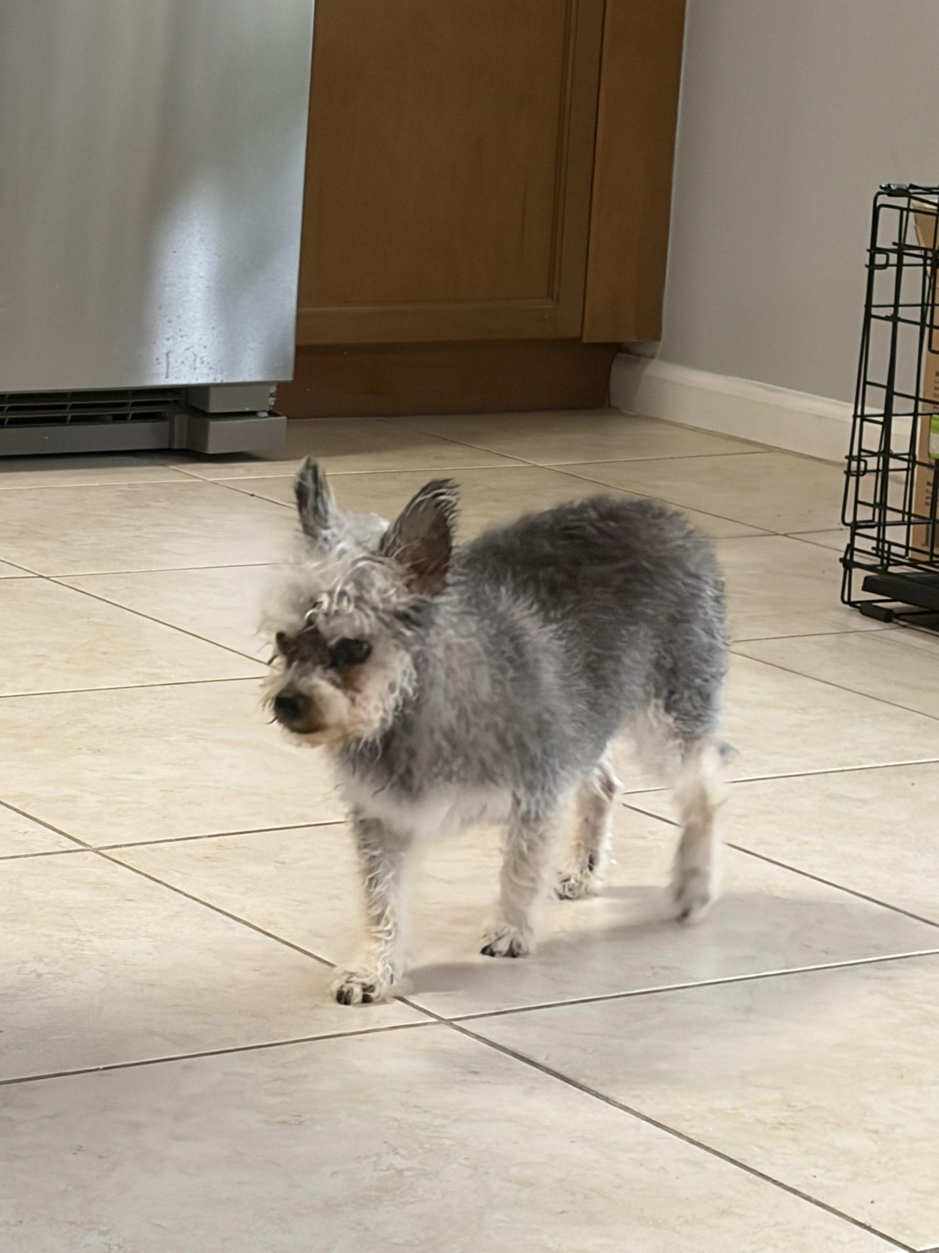 Milo, Adoptable, Senior Male Yorkshire Terrier & Miniature Schnauzer.