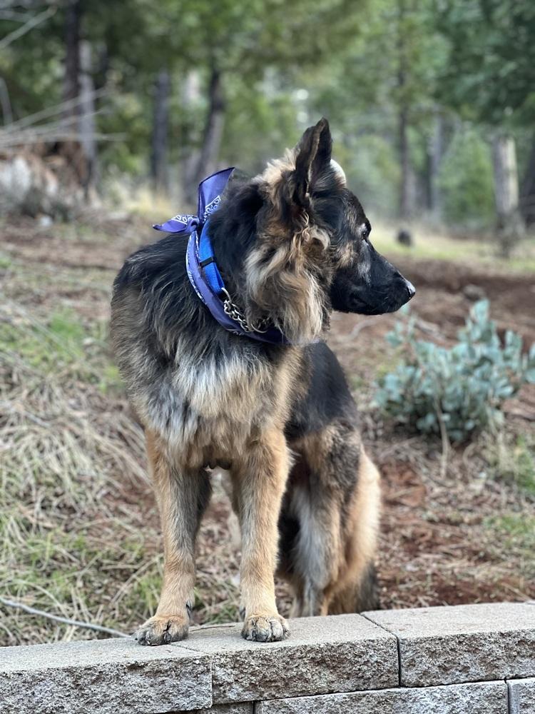 Pretzel, Adoptable, Young Male German Shepherd Dog.