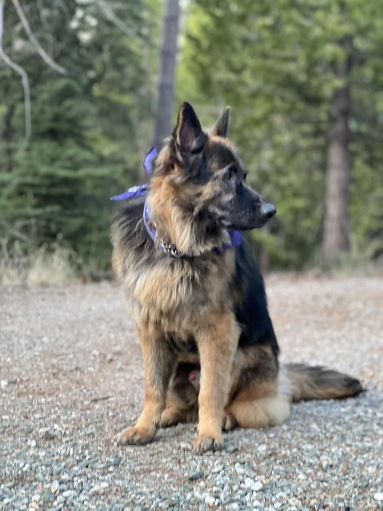 Pretzel, a Adoptable German Shepherd Dog in Pleasant Hill, CA image 2/5