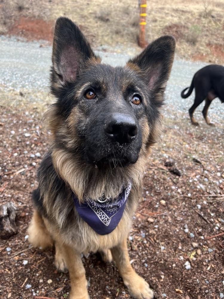 Pretzel, a Adoptable German Shepherd Dog in Pleasant Hill, CA image 5/5