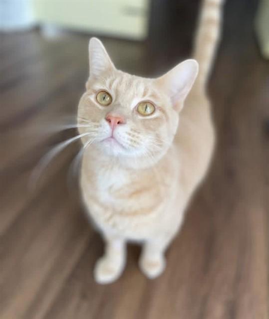 Enlarge TROY, a Adoptable Domestic Short Hair in Westminster, MD image 1/1