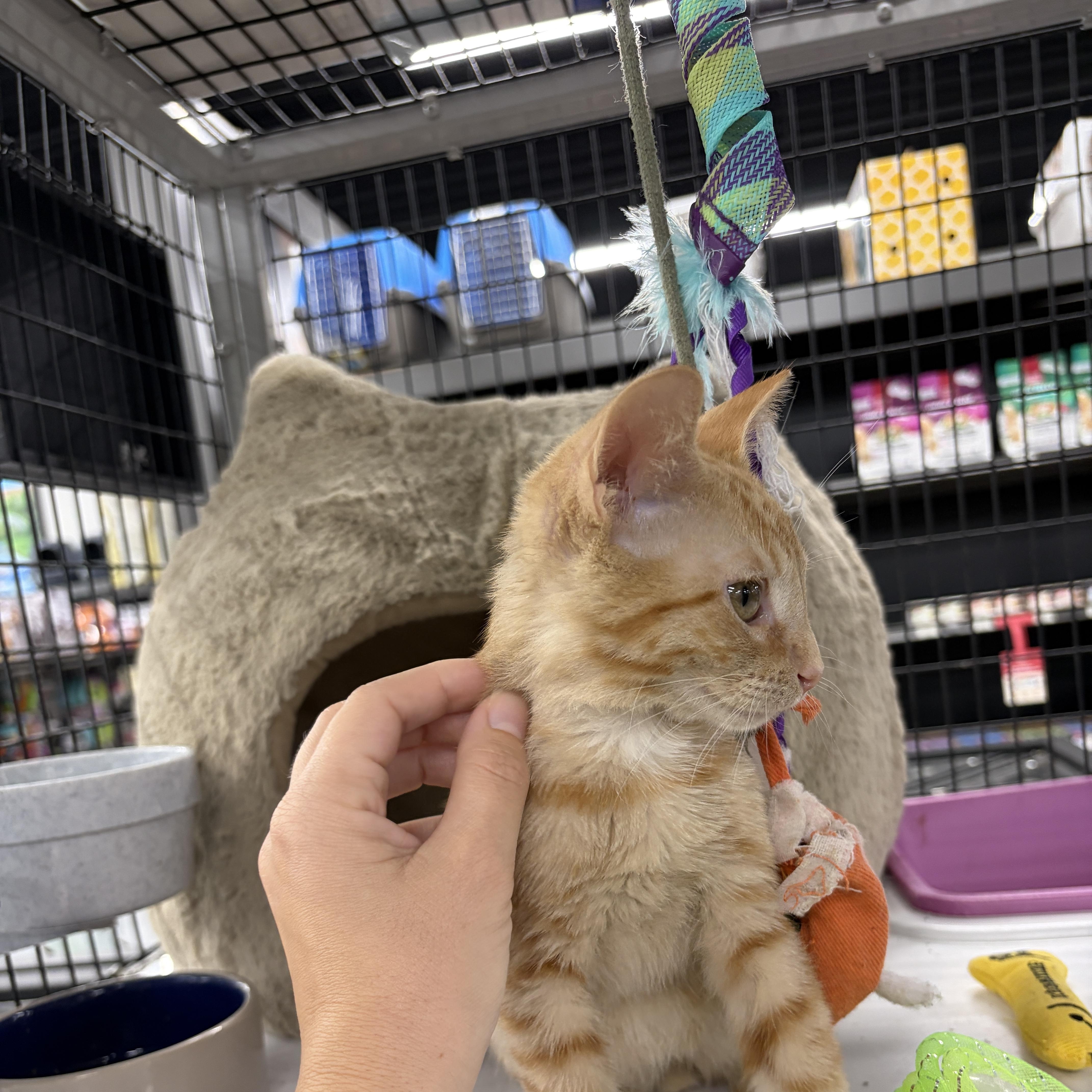 Enlarge Chester, an adopted Domestic Short Hair in Easley, SC image 3/4